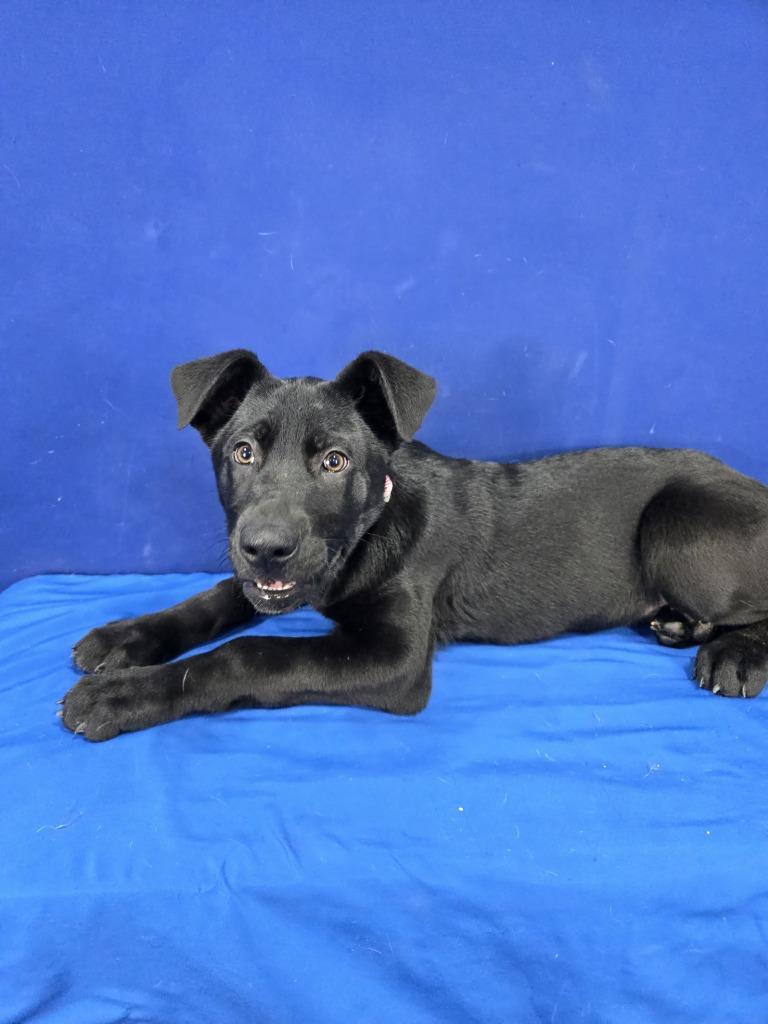 Amelia Earhart, Adoptable, Puppy Female Mixed Breed.