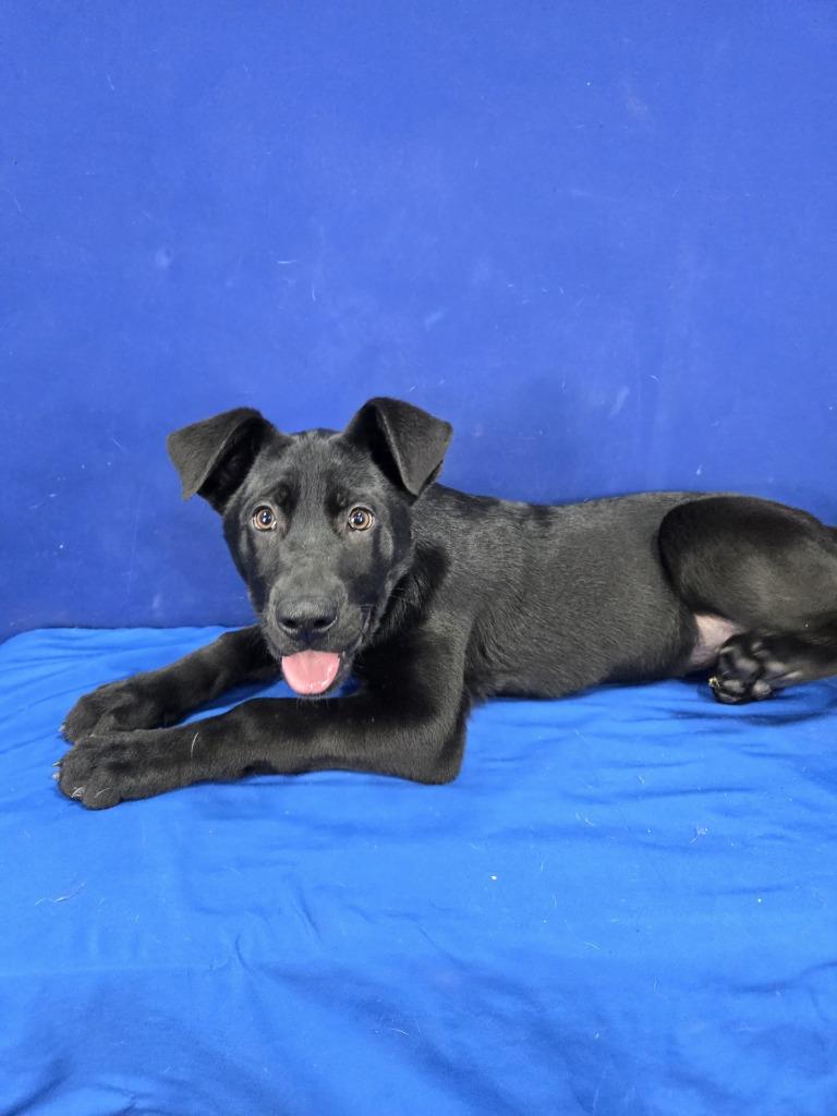 Enlarge Amelia Earhart, a Adoptable Mixed Breed in Ruston, LA image 2/3