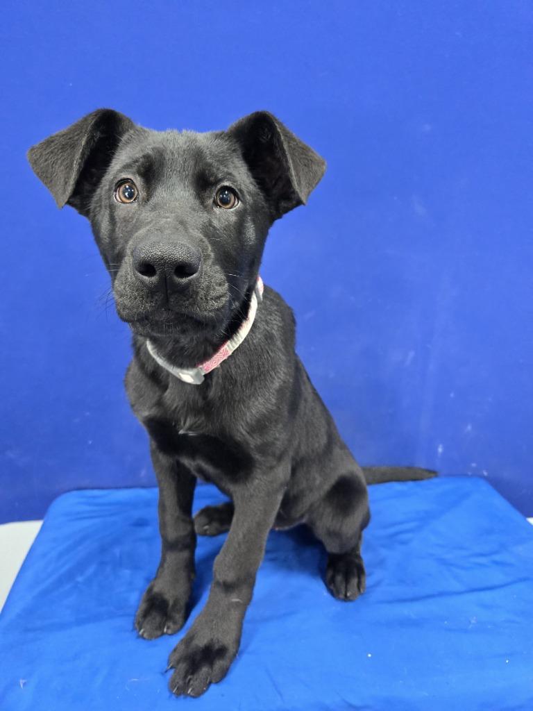 Enlarge Amelia Earhart, a Adoptable Mixed Breed in Ruston, LA image 3/3