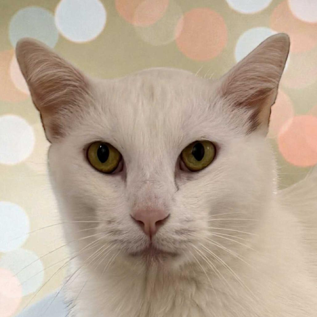 Glacier, Adoptable, Adult Male Domestic Short Hair.