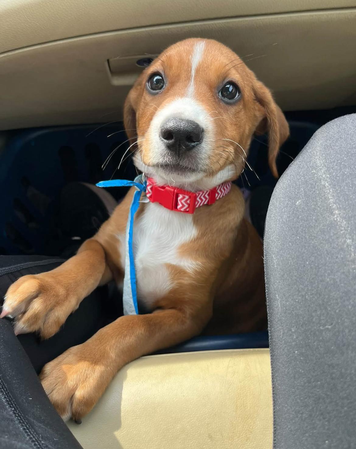 Aspen, Adoptable, Puppy Male Beagle & Pit Bull Terrier.