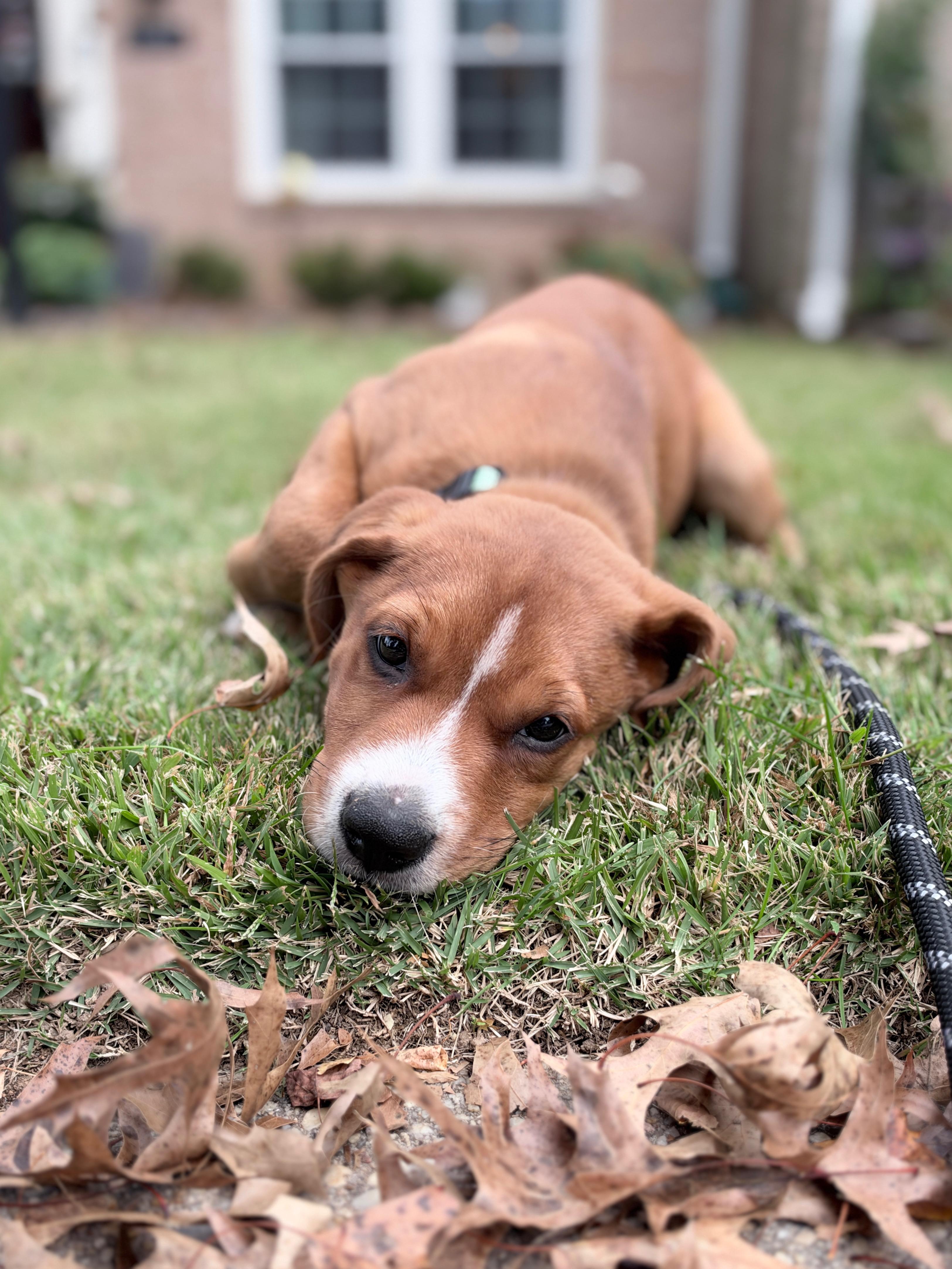 Enlarge Aspen, a Adoptable mixed breed in Columbia, MD image 5/6