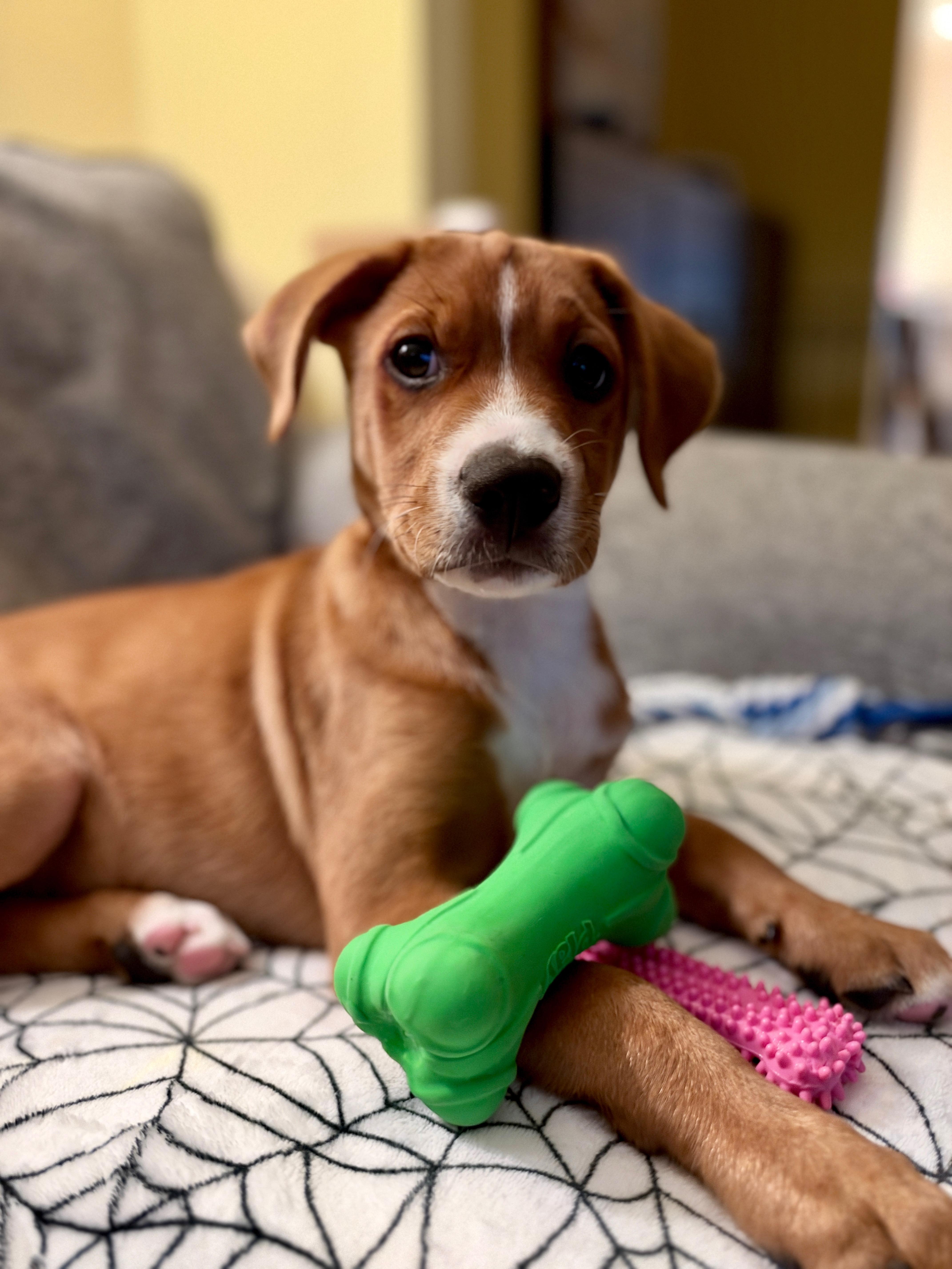 Enlarge Aspen, a Adoptable mixed breed in Columbia, MD image 2/6