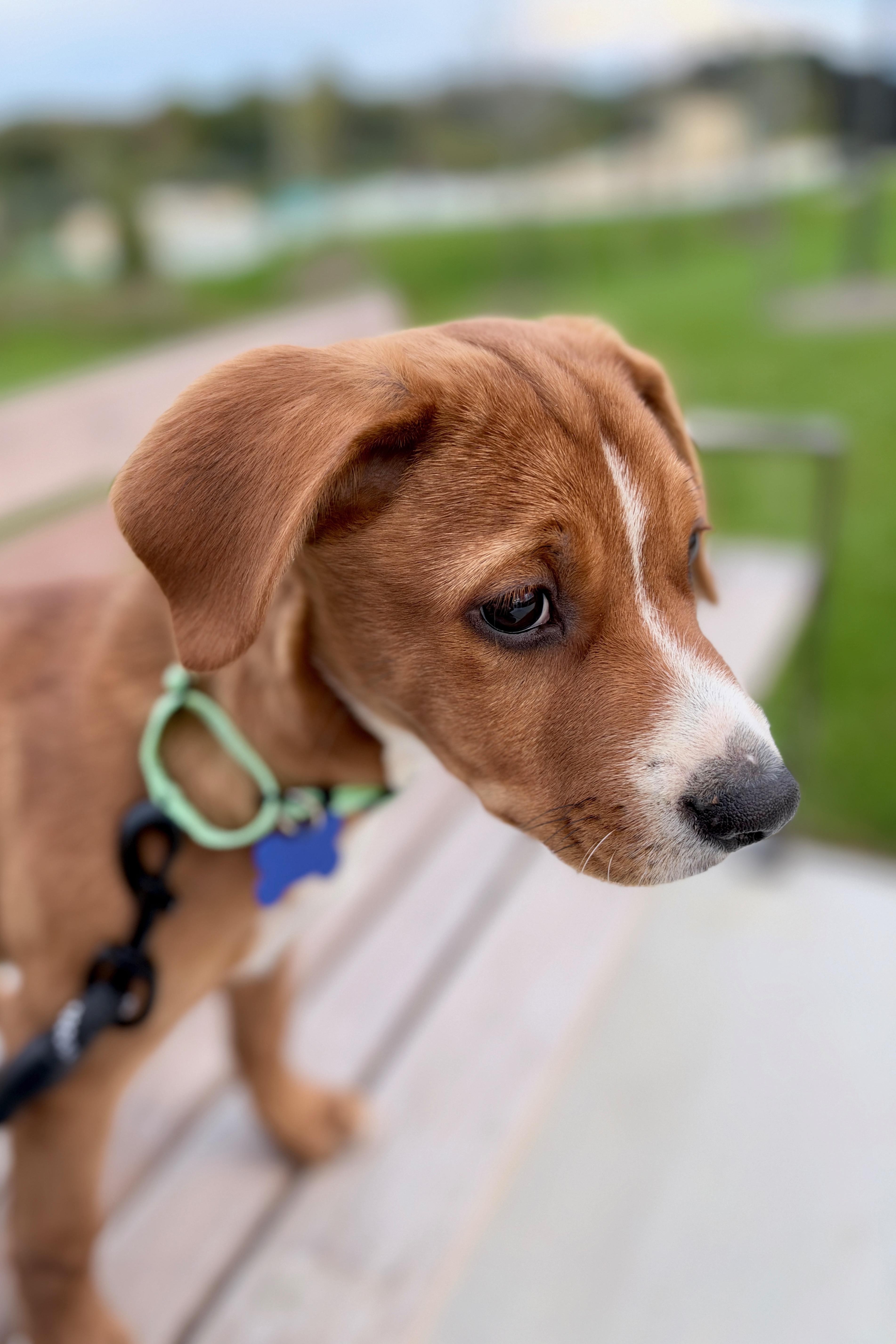 Enlarge Aspen, a Adoptable mixed breed in Columbia, MD image 4/6