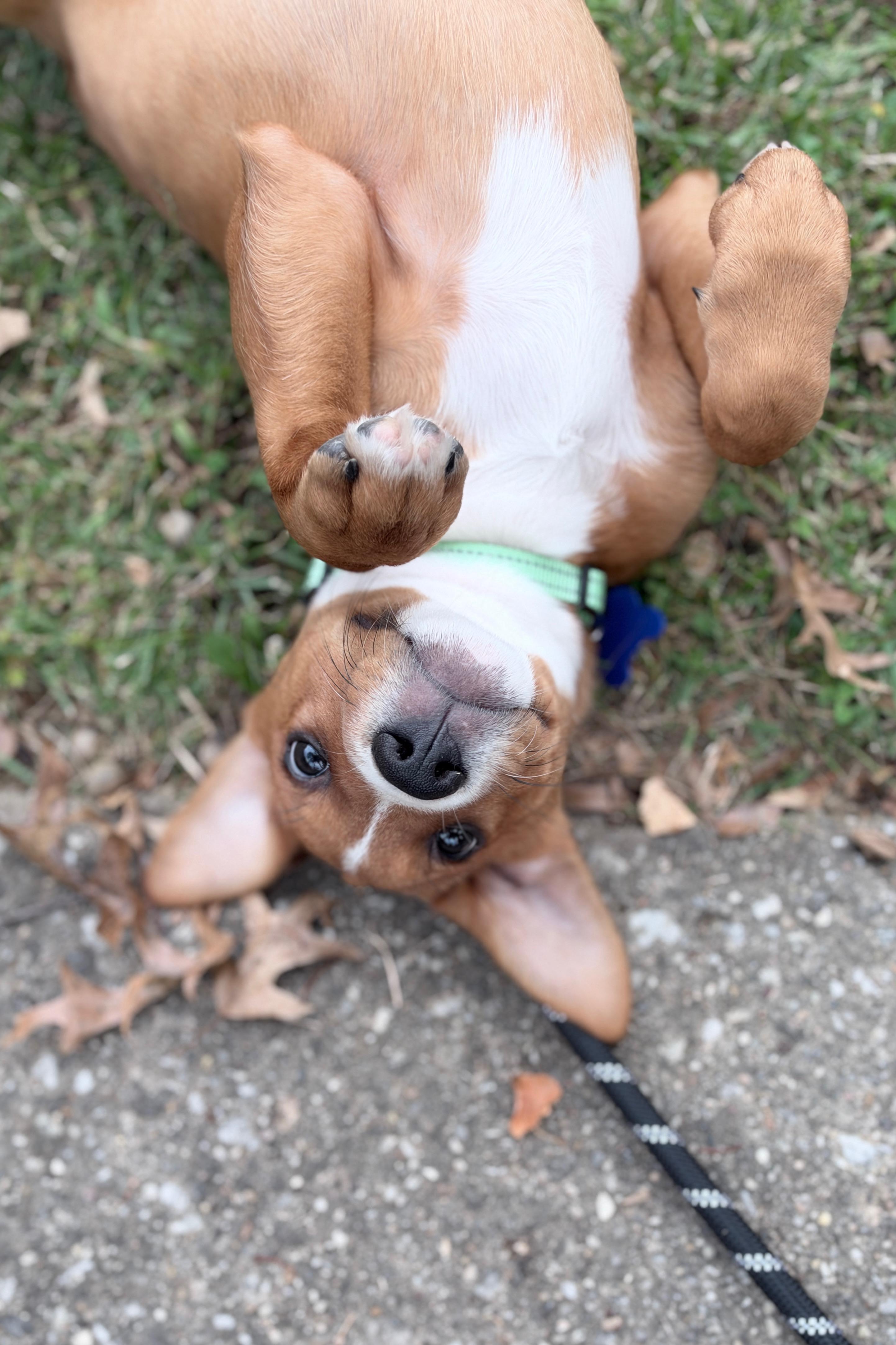 Enlarge Aspen, a Adoptable mixed breed in Columbia, MD image 6/6