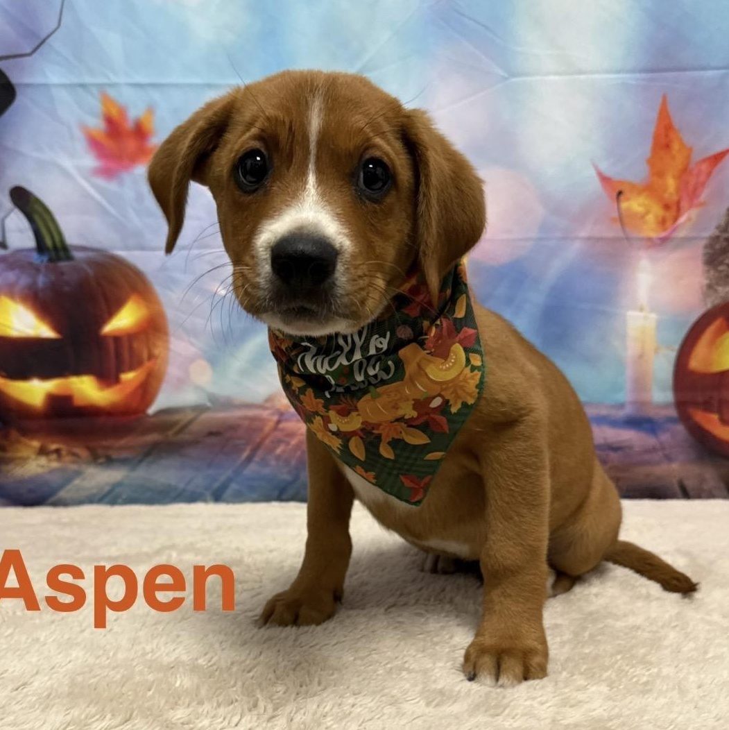 Enlarge Aspen, a Adoptable mixed breed in Columbia, MD image 3/6