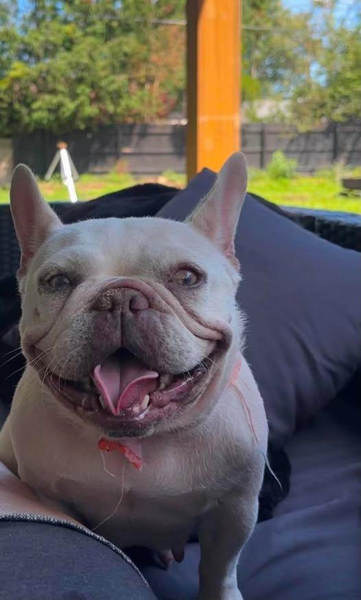 Momo, adopted, Young Female French Bulldog.