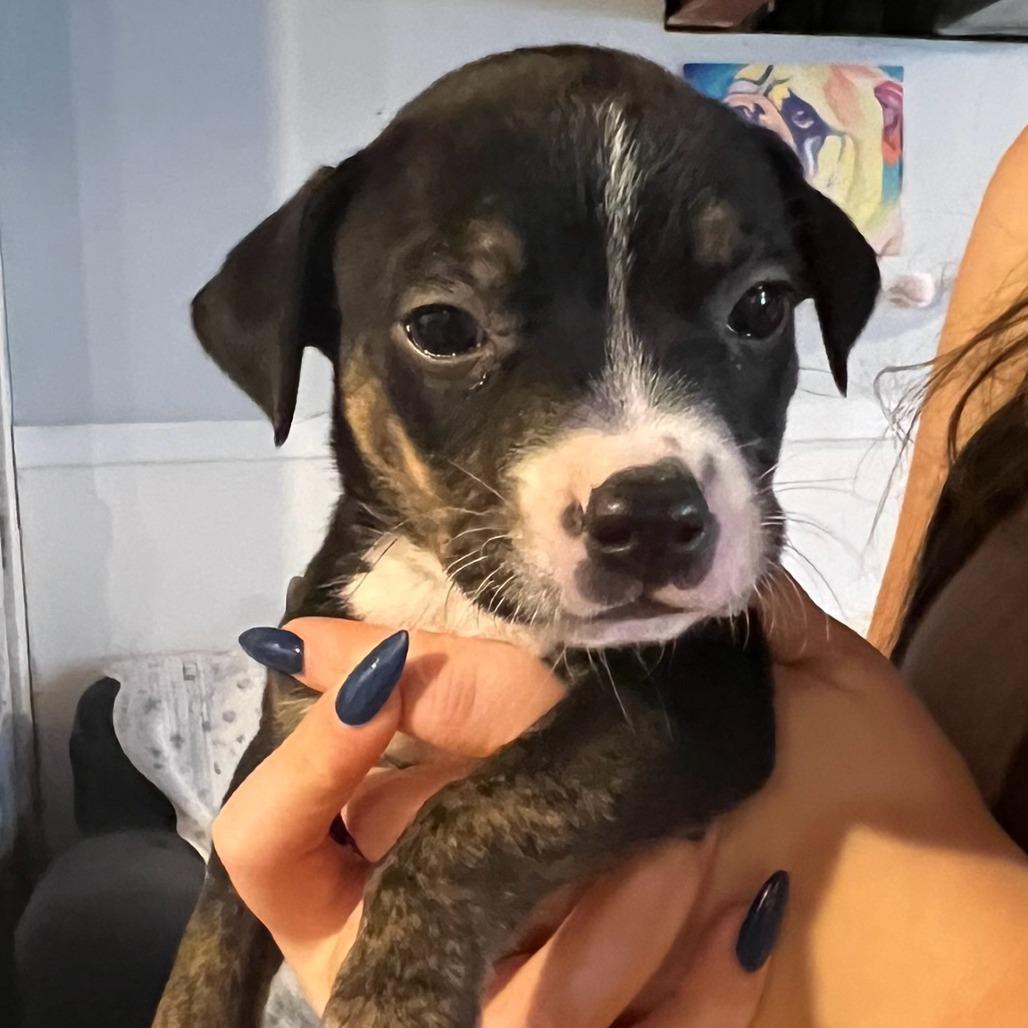 Enlarge Cinder, a Adoptable Mixed Breed in Phoenix, MD image 1/4