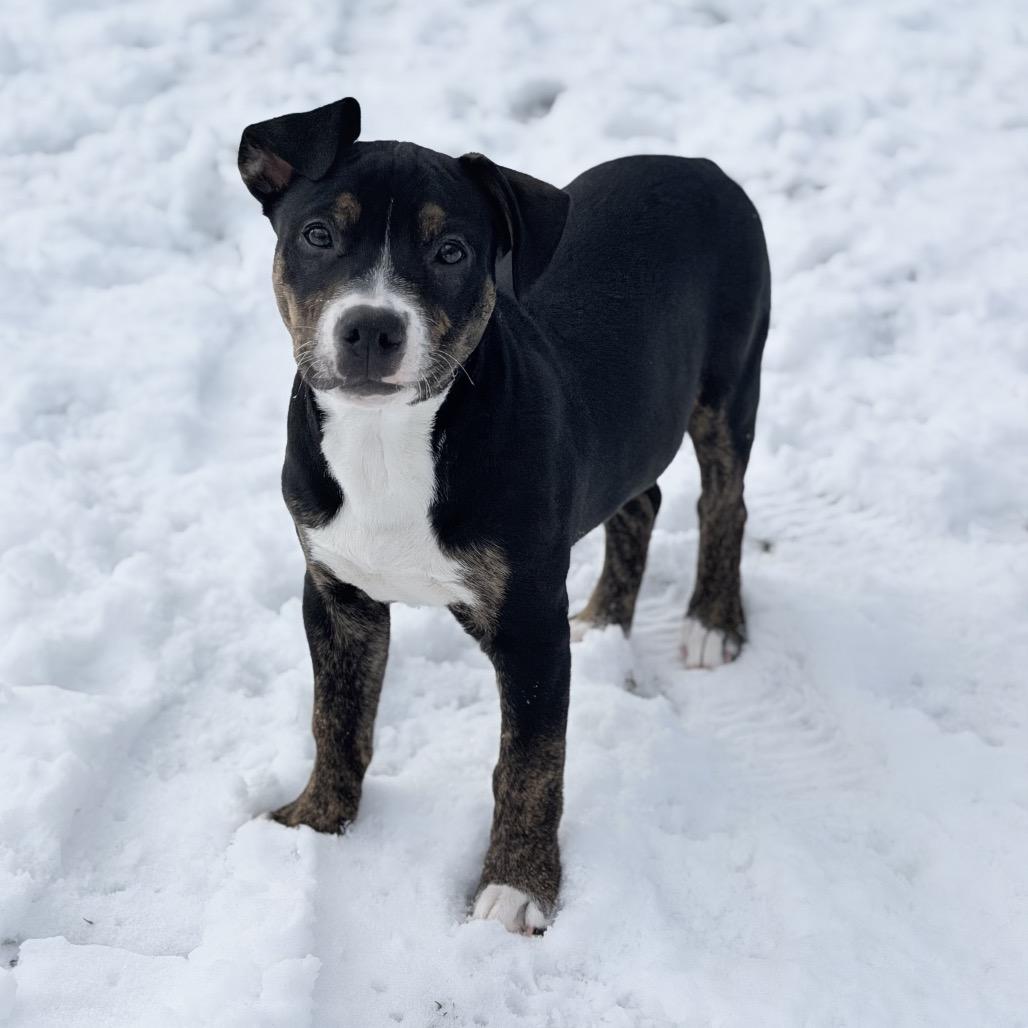 Cinder, Adoptable, Puppy Male Mixed Breed.