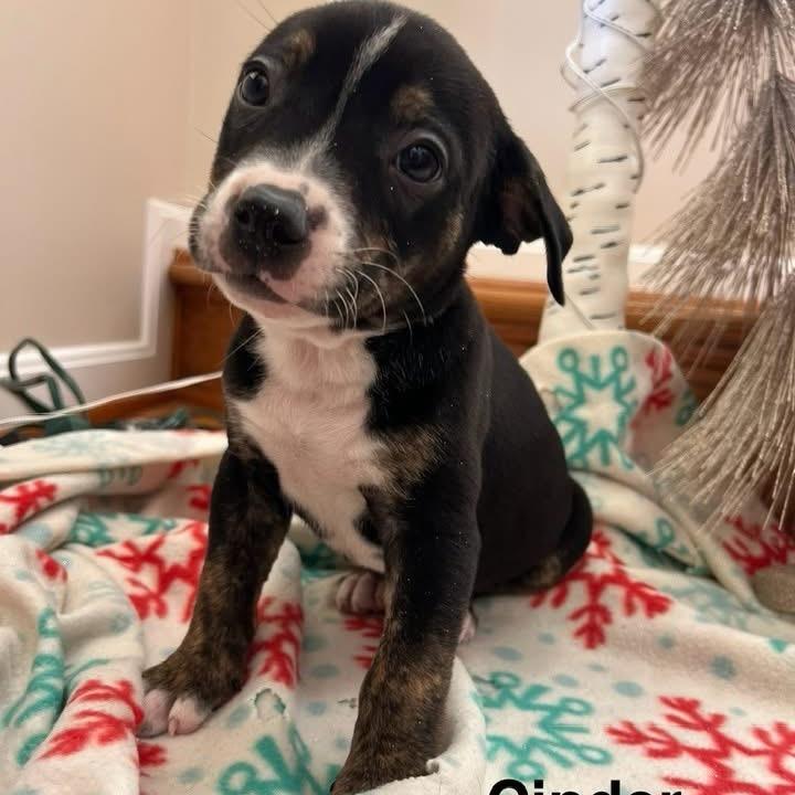 Enlarge Cinder, a Adoptable Mixed Breed in Phoenix, MD image 4/4