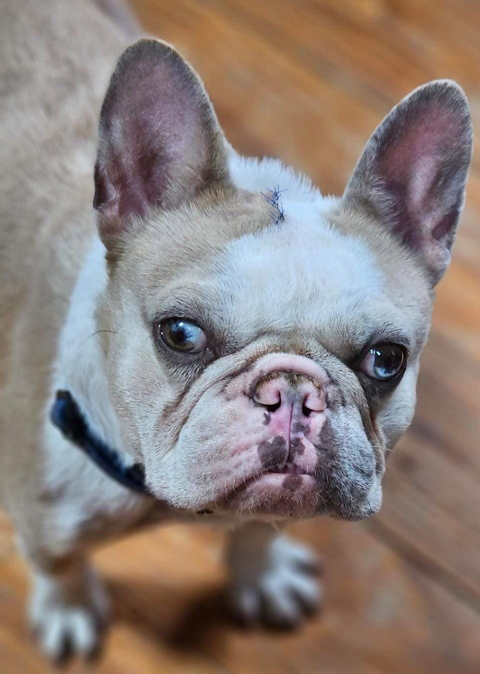 Mardi Gras, Adopted, Young Female French Bulldog.