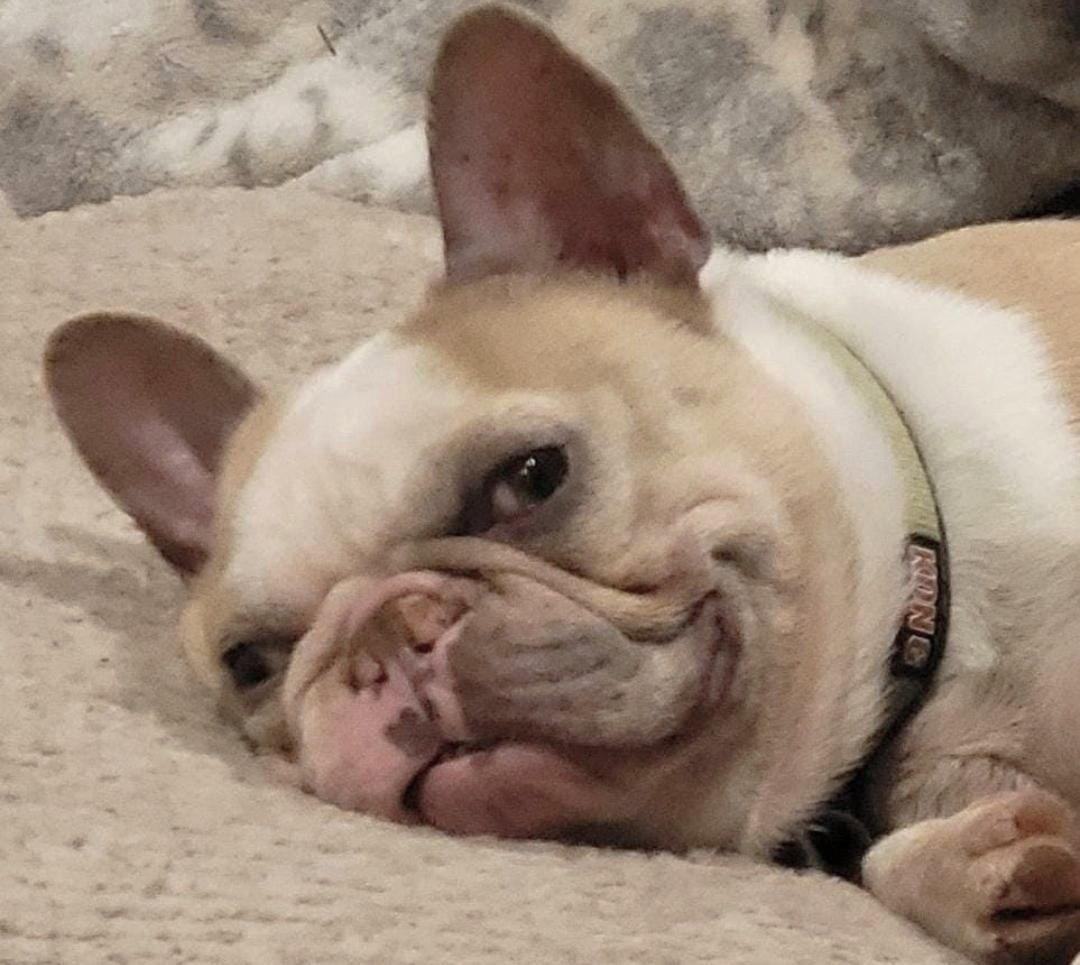 Enlarge Mardi Gras, a Adopted French Bulldog in Pittsboro, NC image 2/3