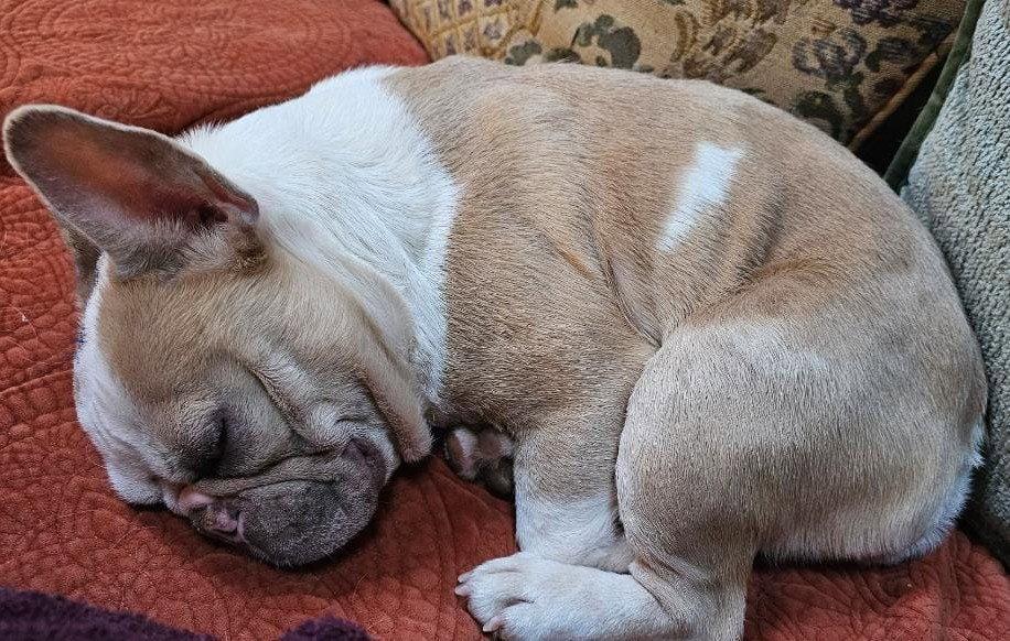 Enlarge Mardi Gras, a Adopted French Bulldog in Pittsboro, NC image 3/3