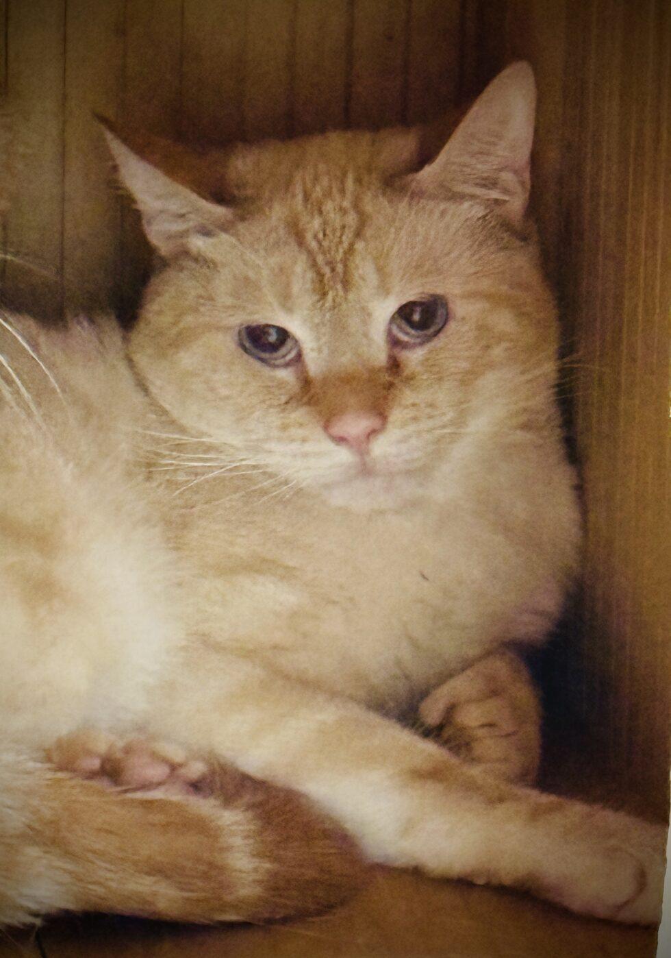 Walter, Adult Male Domestic Short Hair