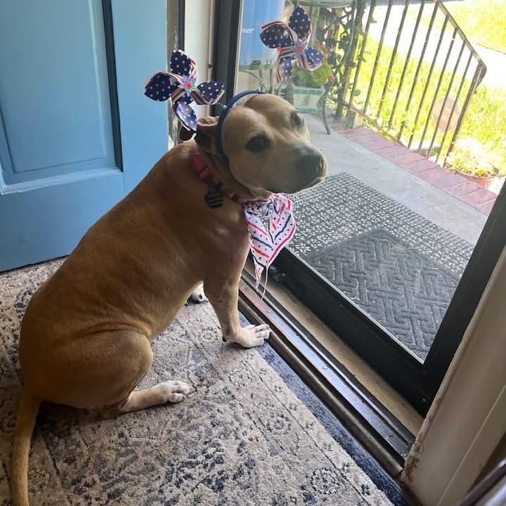 Brenda, Adoptable, Adult Female Mixed Breed.