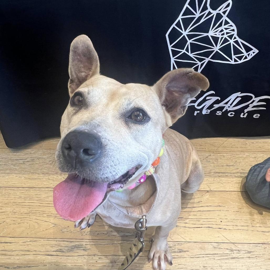 Enlarge Brenda, a Adoptable Mixed Breed in Savannah, GA image 2/6