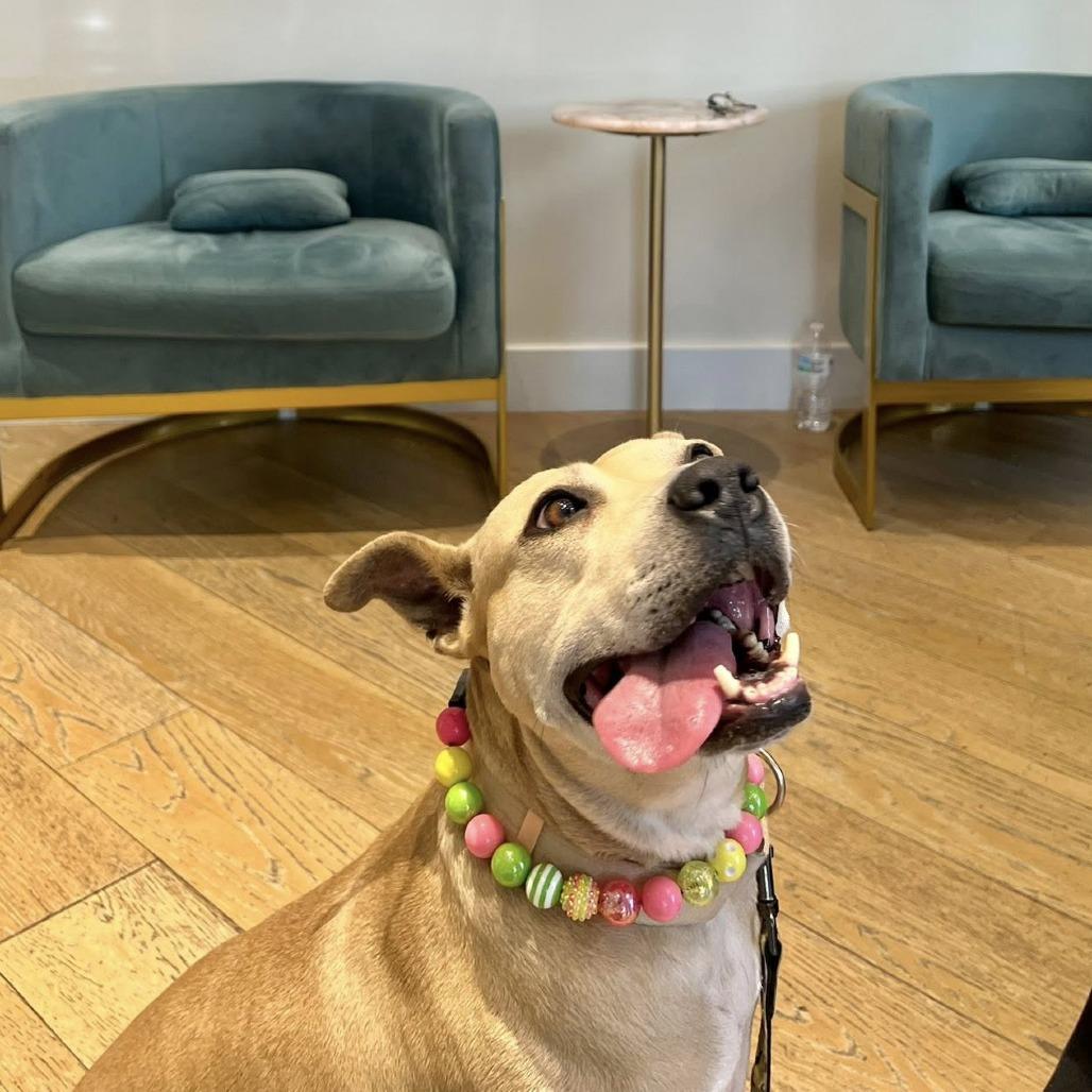 Enlarge Brenda, a Adoptable Mixed Breed in Savannah, GA image 3/6