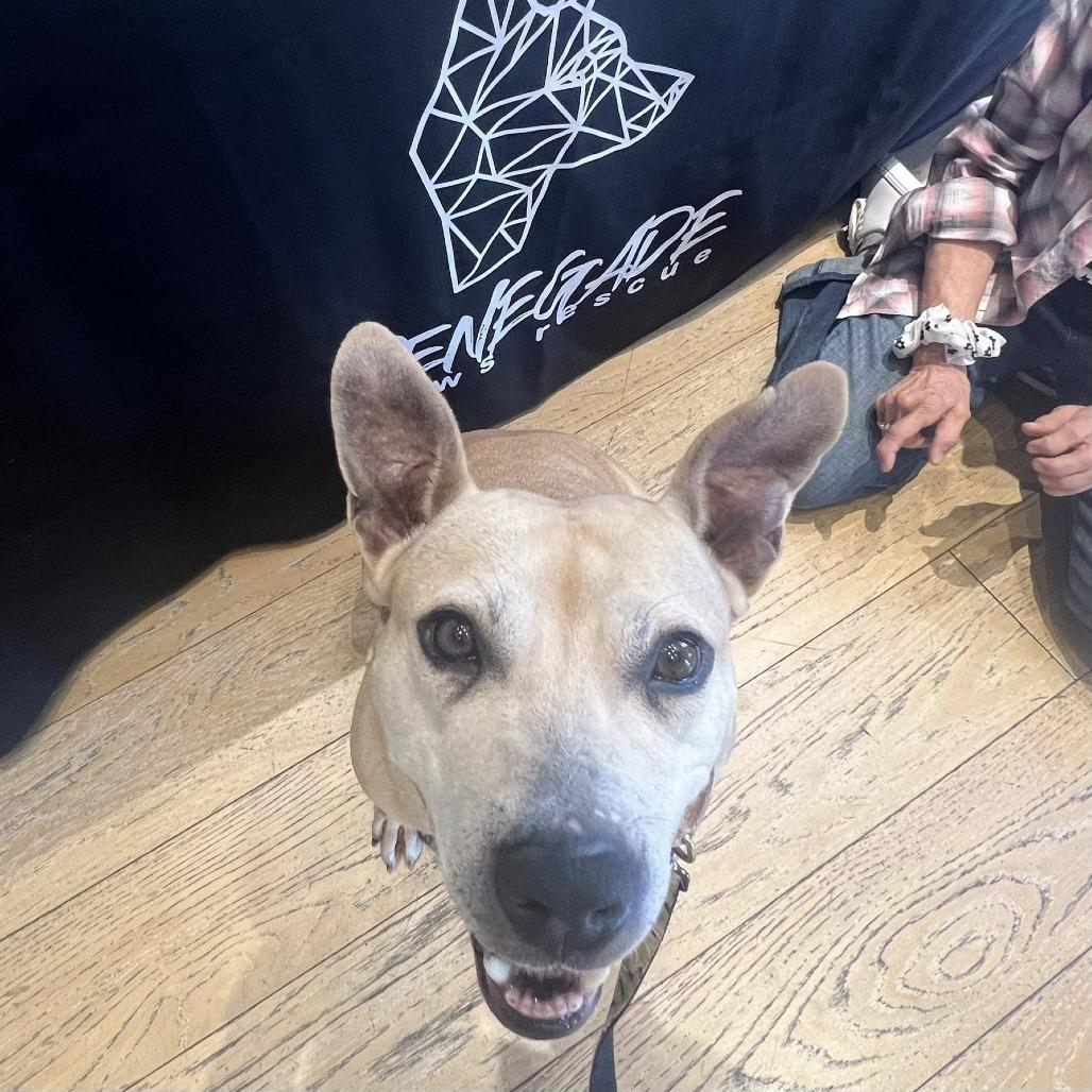 Enlarge Brenda, a Adoptable Mixed Breed in Savannah, GA image 4/6