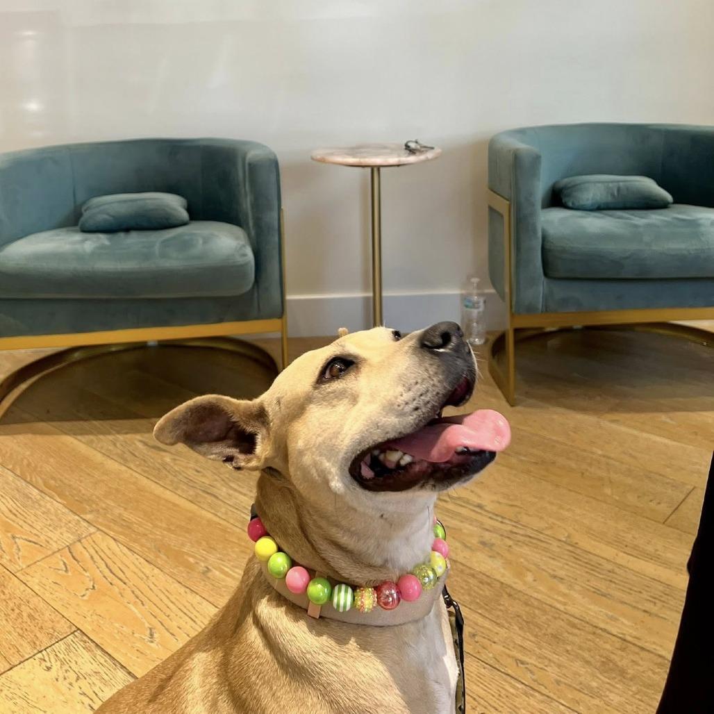 Enlarge Brenda, a Adoptable Mixed Breed in Savannah, GA image 5/6