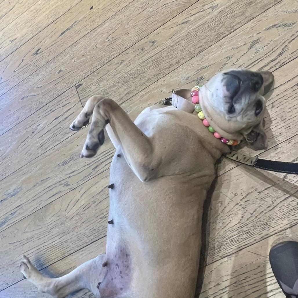 Enlarge Brenda, a Adoptable Mixed Breed in Savannah, GA image 6/6