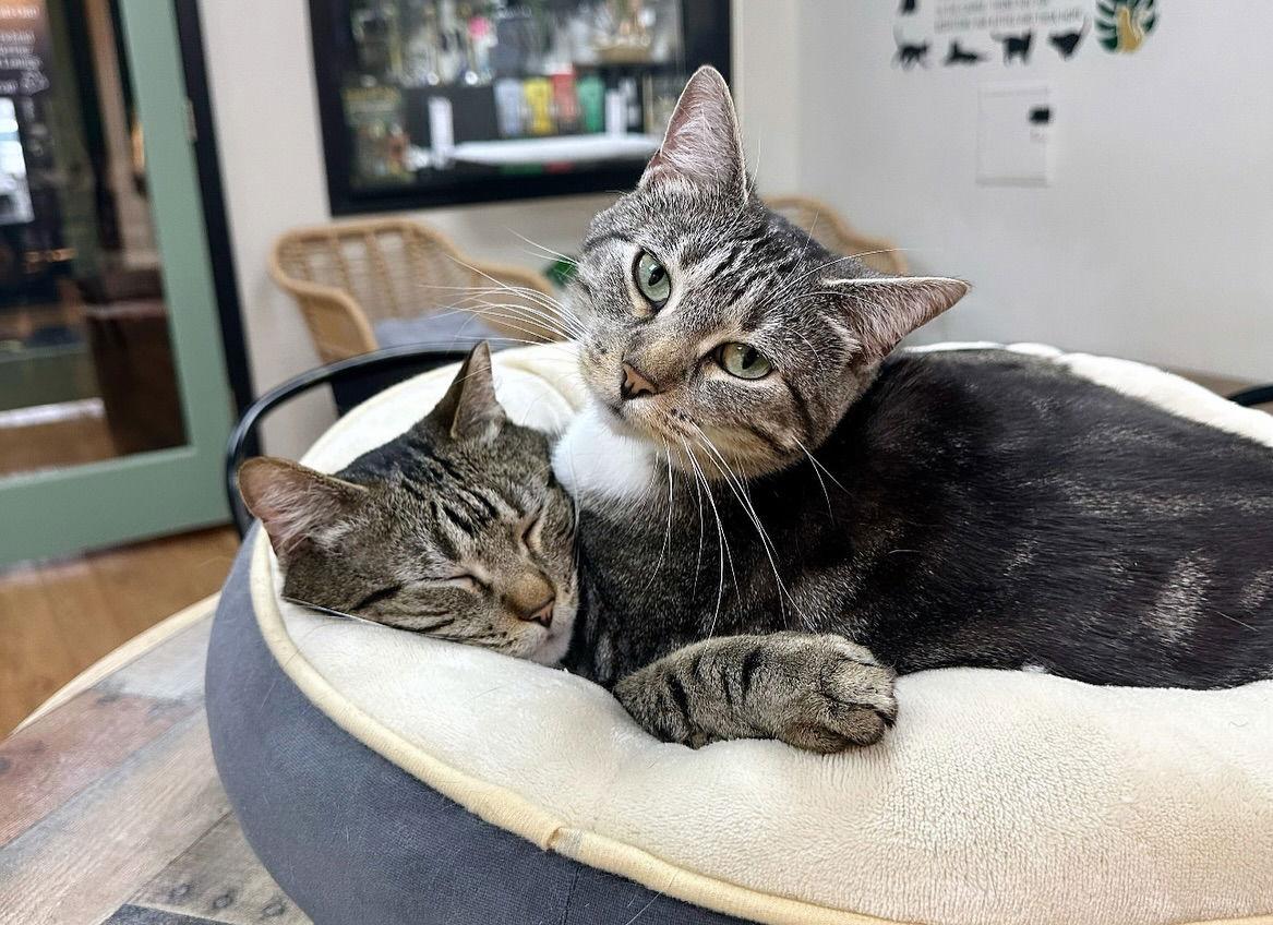 Tank, Adopted, Adult Male Domestic Short Hair.