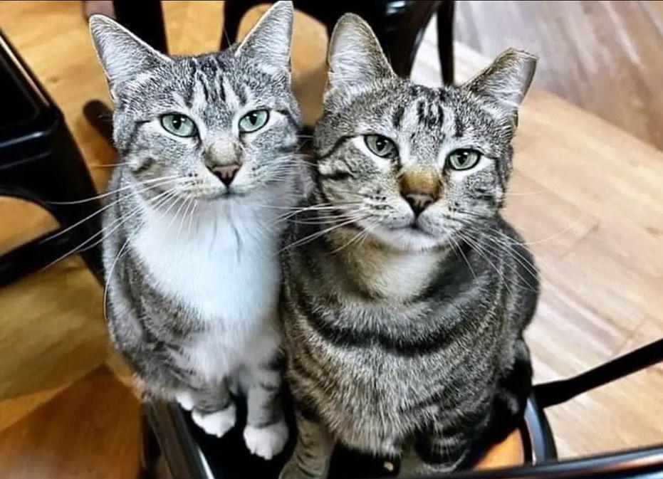 Enlarge Tank, a Adopted Domestic Short Hair in Lake Saint Louis, MO image 2/3