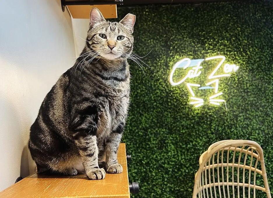 Enlarge Tank, a Adopted Domestic Short Hair in Lake Saint Louis, MO image 3/3