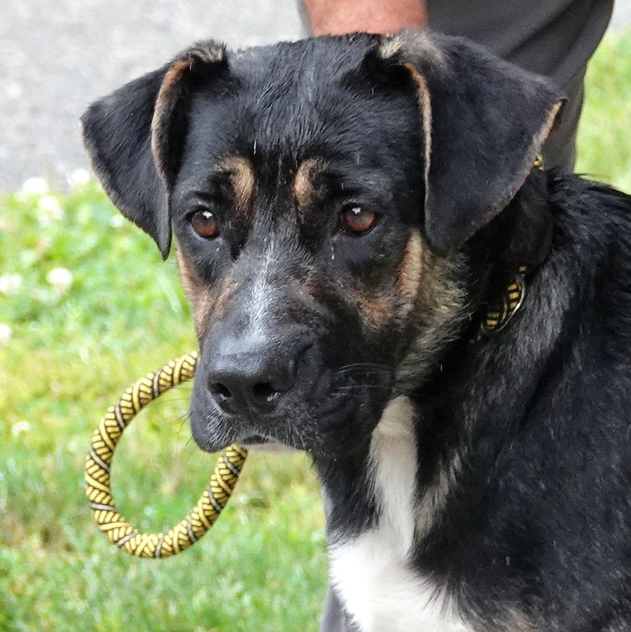 Rose, a ADOPTABLE mixed breed in Millfield, OH image 1/4