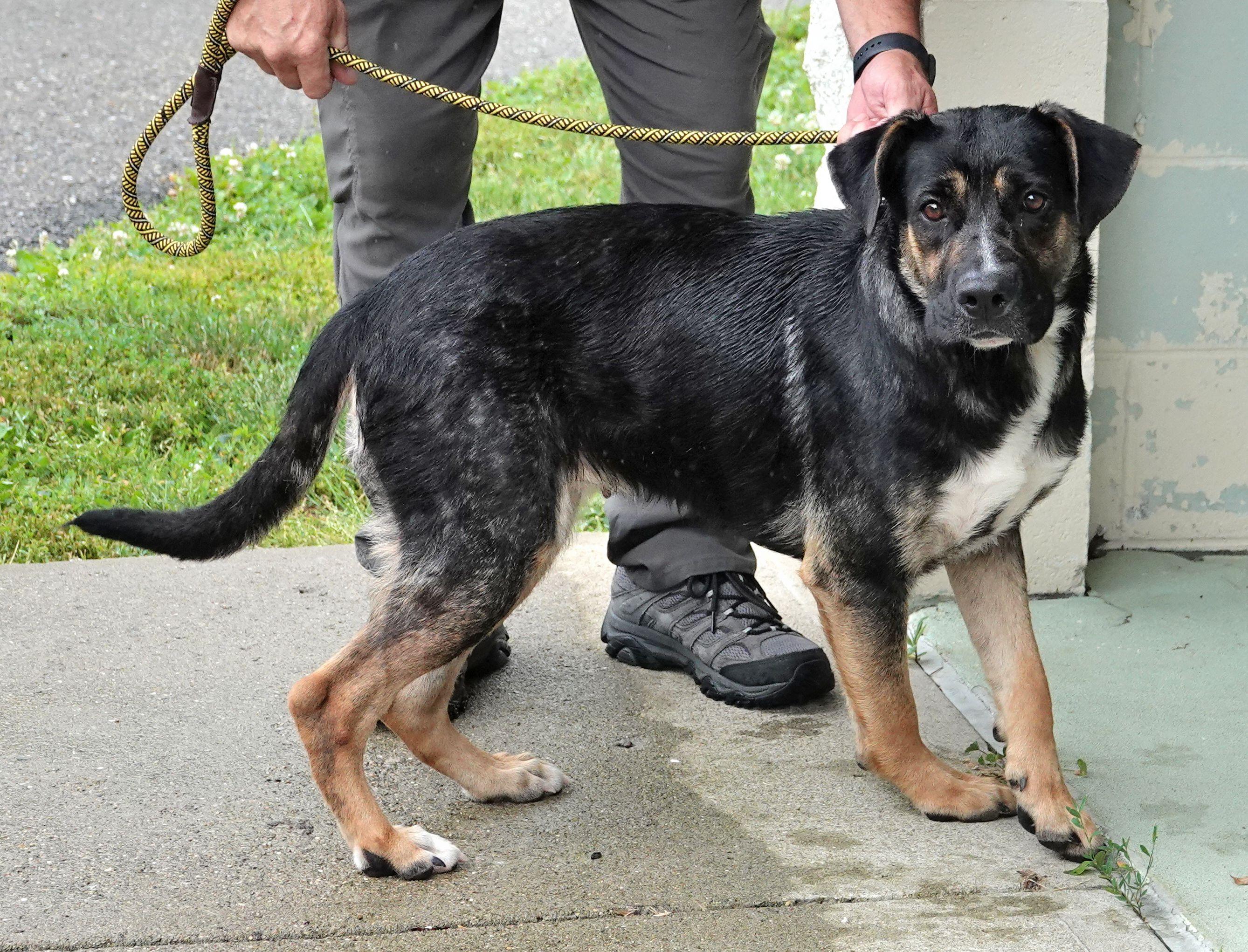 Rose, a ADOPTABLE mixed breed in Millfield, OH image 3/4