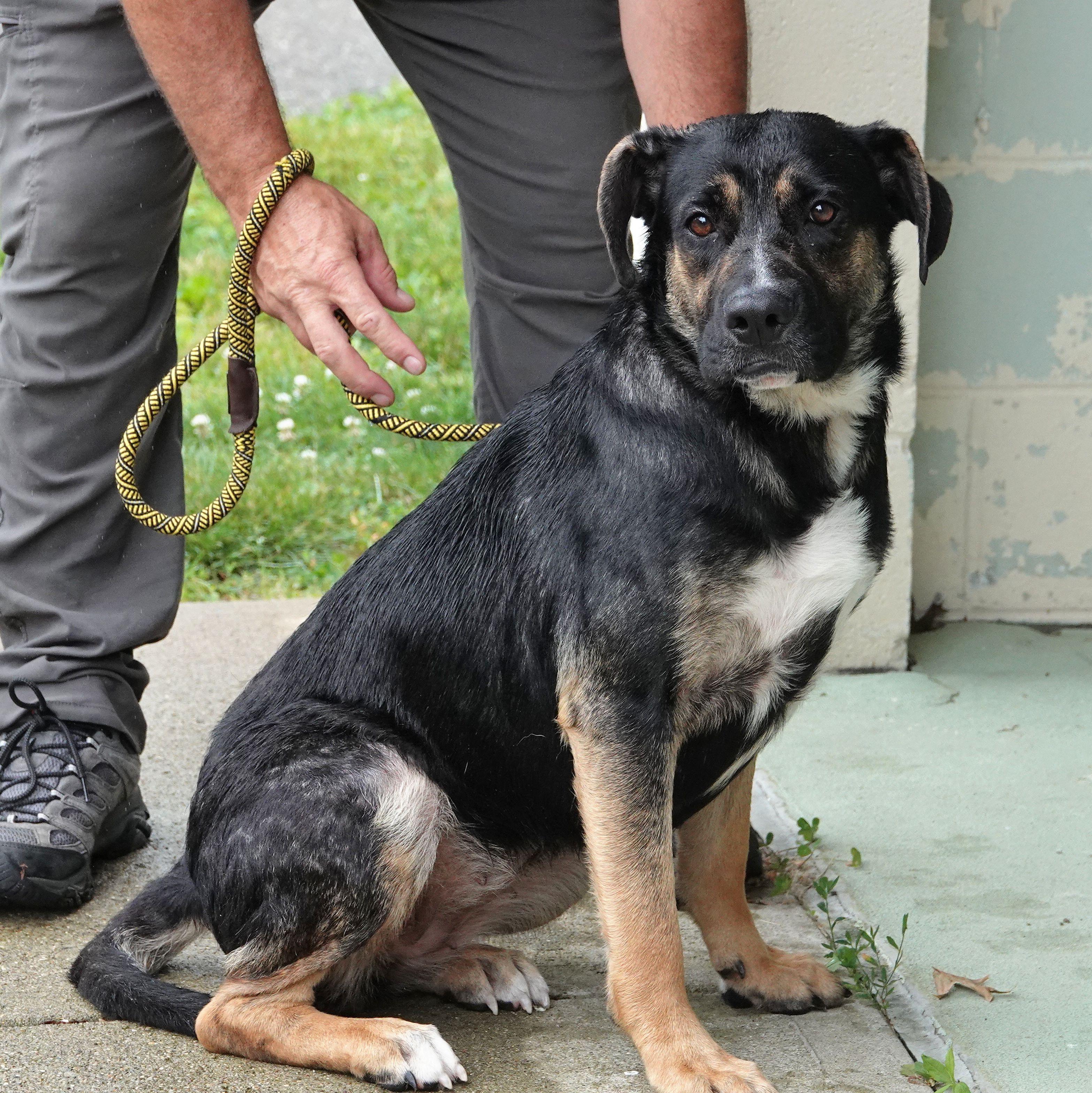 Rose, a ADOPTABLE mixed breed in Millfield, OH image 4/4