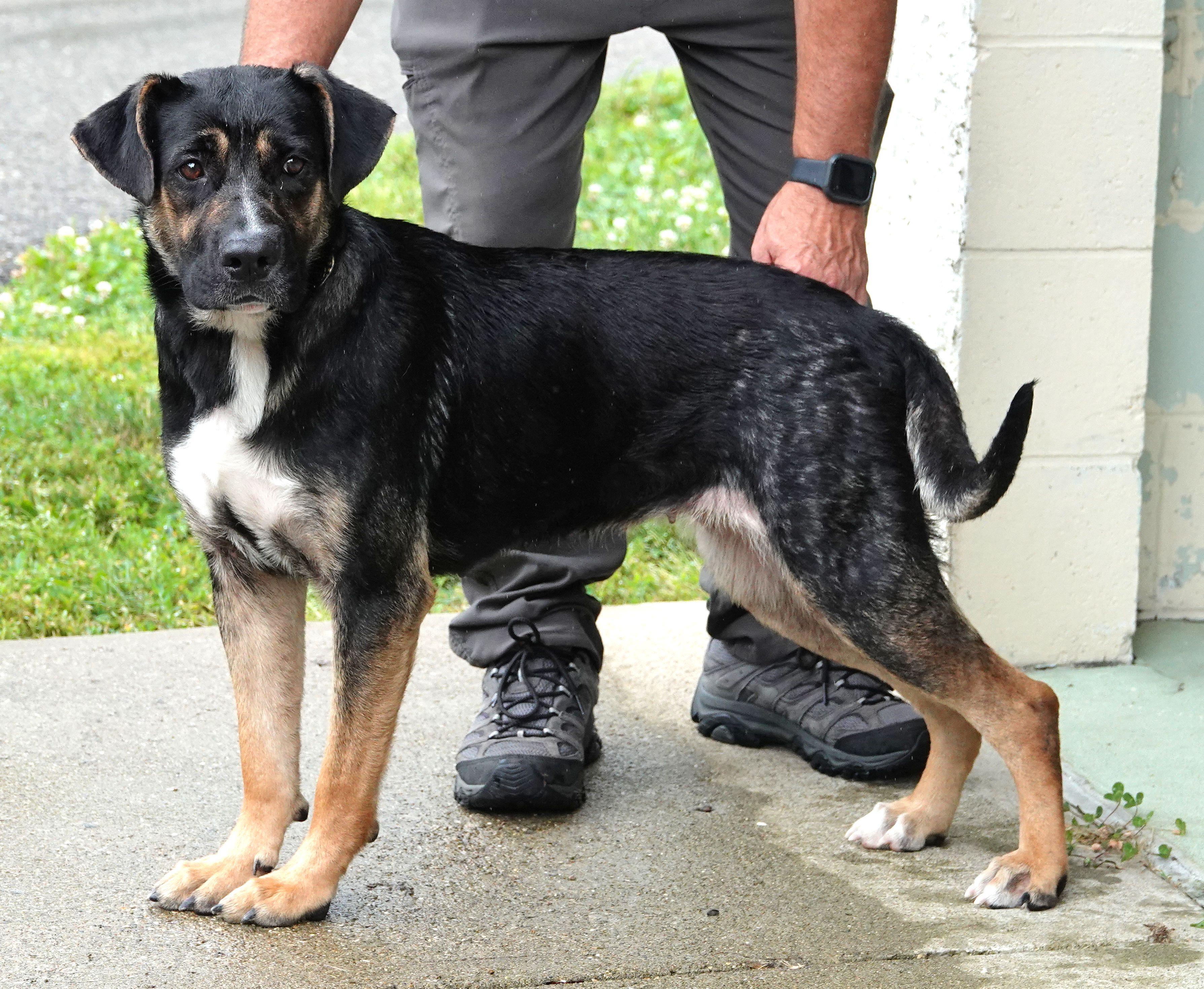 Rose, a ADOPTABLE mixed breed in Millfield, OH image 2/4