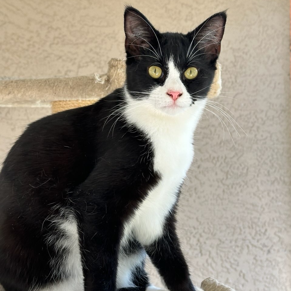 Daniel, Adoptable, Young Male Domestic Short Hair.