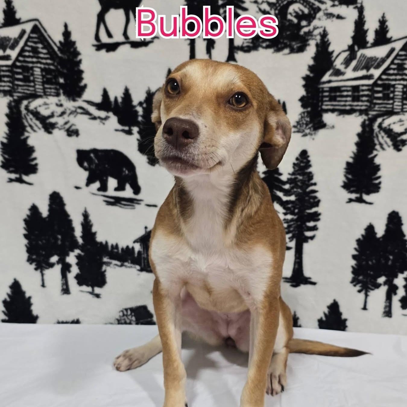 Enlarge Bubbles, a ADOPTABLE mixed breed in Joliet, IL image 1/1