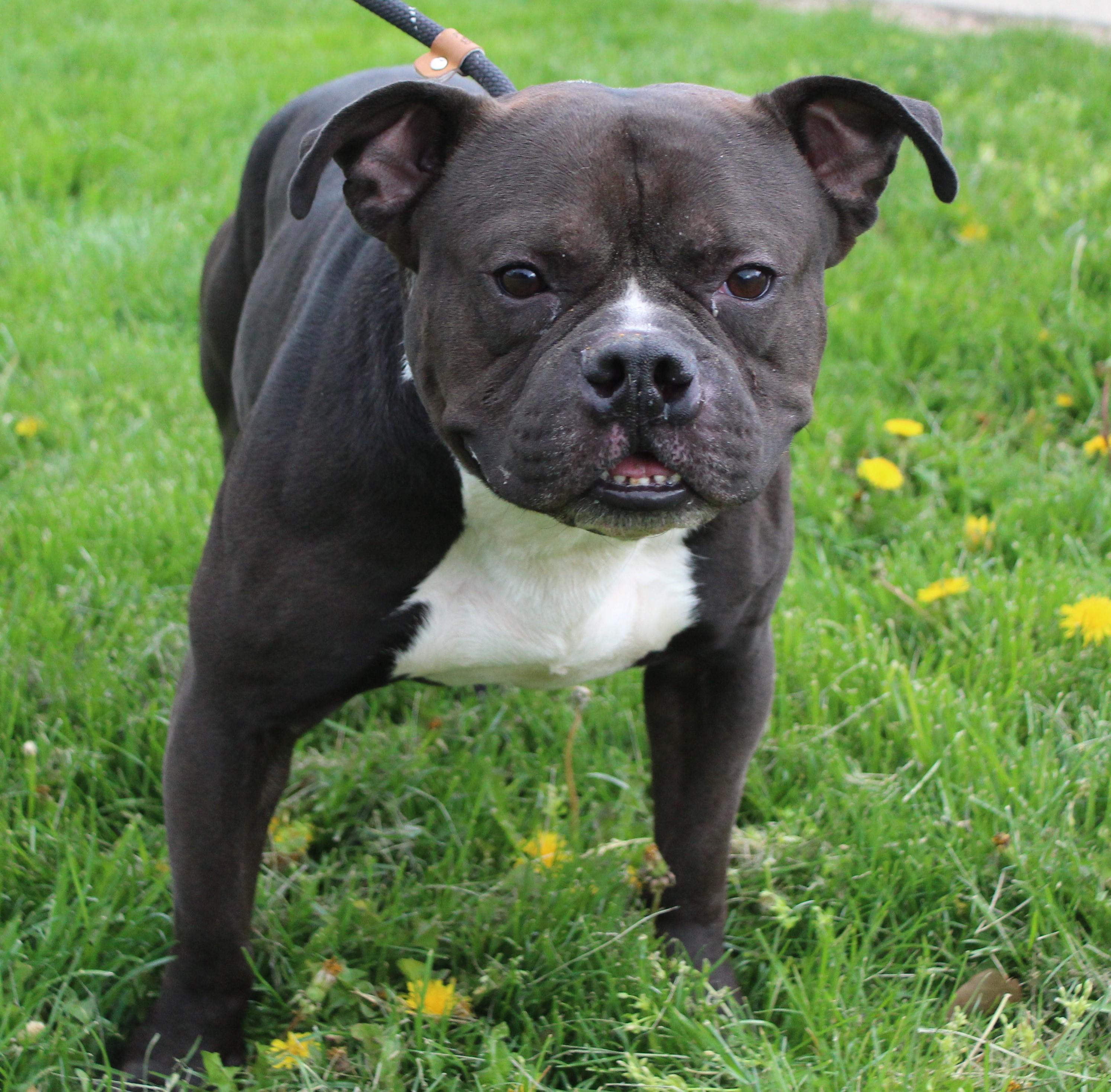 Owen (11710), ADOPTABLE, Adult Male English Bulldog.