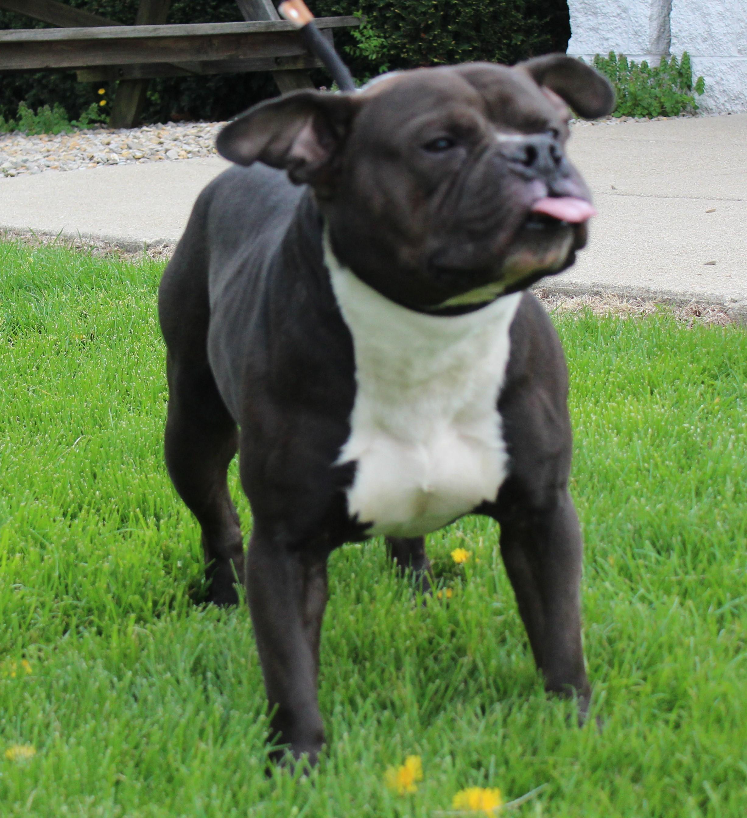 Enlarge Owen (11710), a ADOPTABLE mixed breed in Heath, OH image 3/3