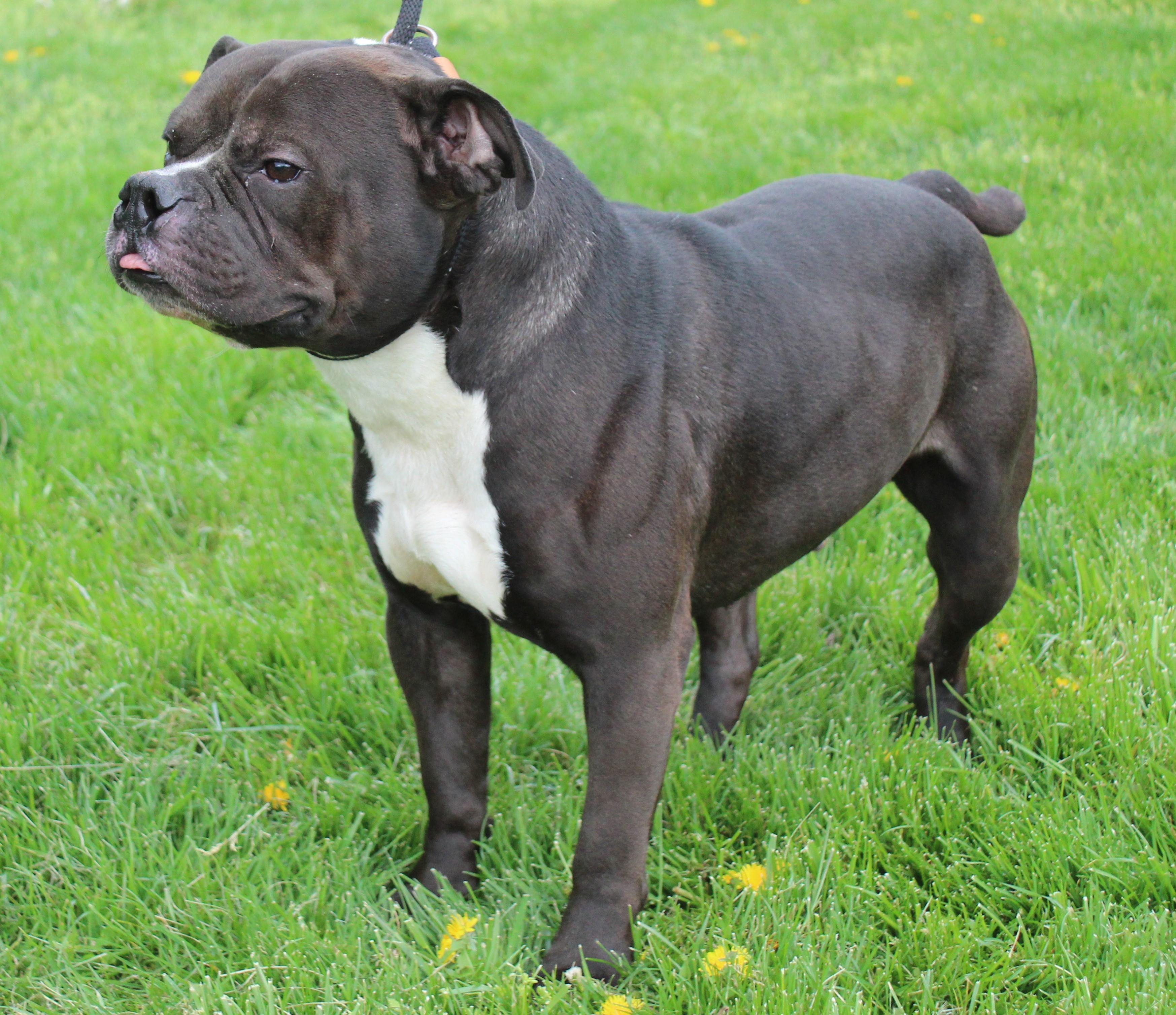 Enlarge Owen (11710), a ADOPTABLE mixed breed in Heath, OH image 2/3