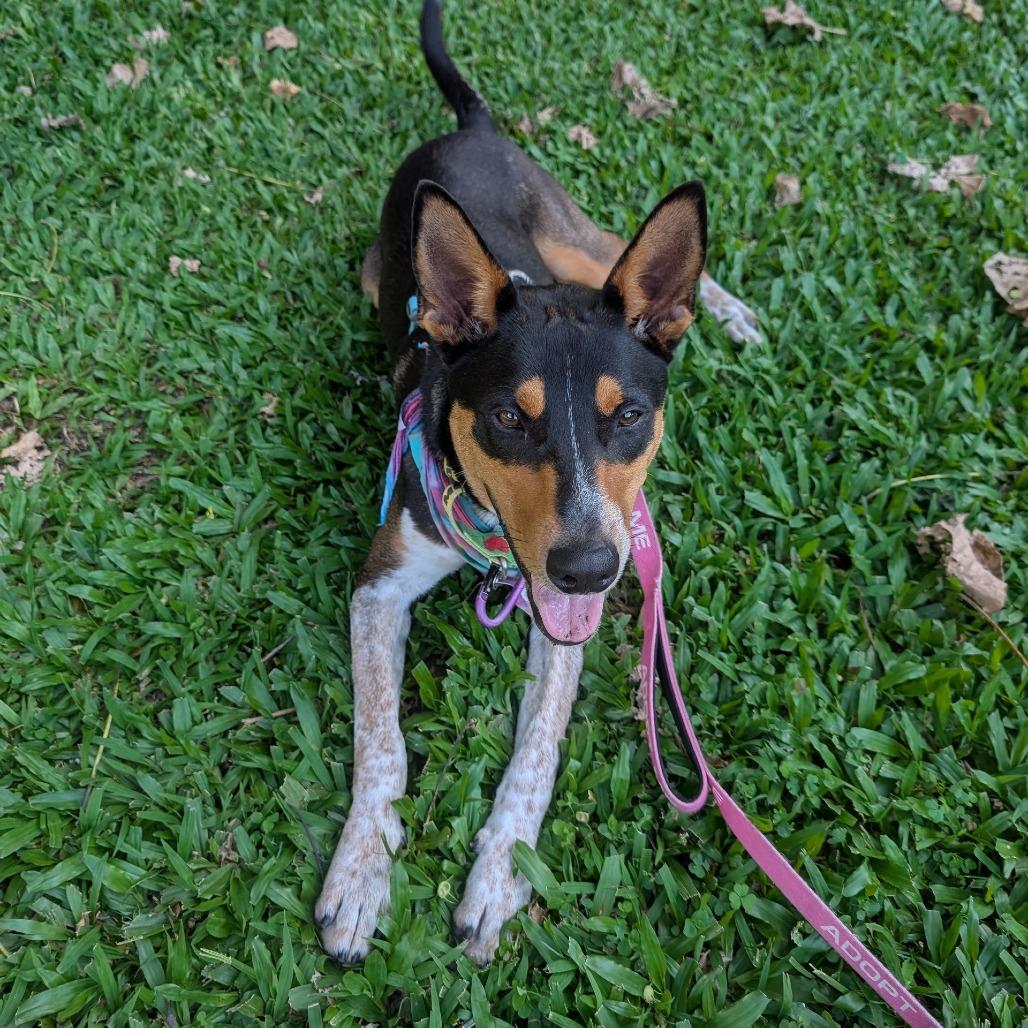 Enlarge Cactus, a Adoptable Mixed Breed in Kailua Kona, HI image 2/6