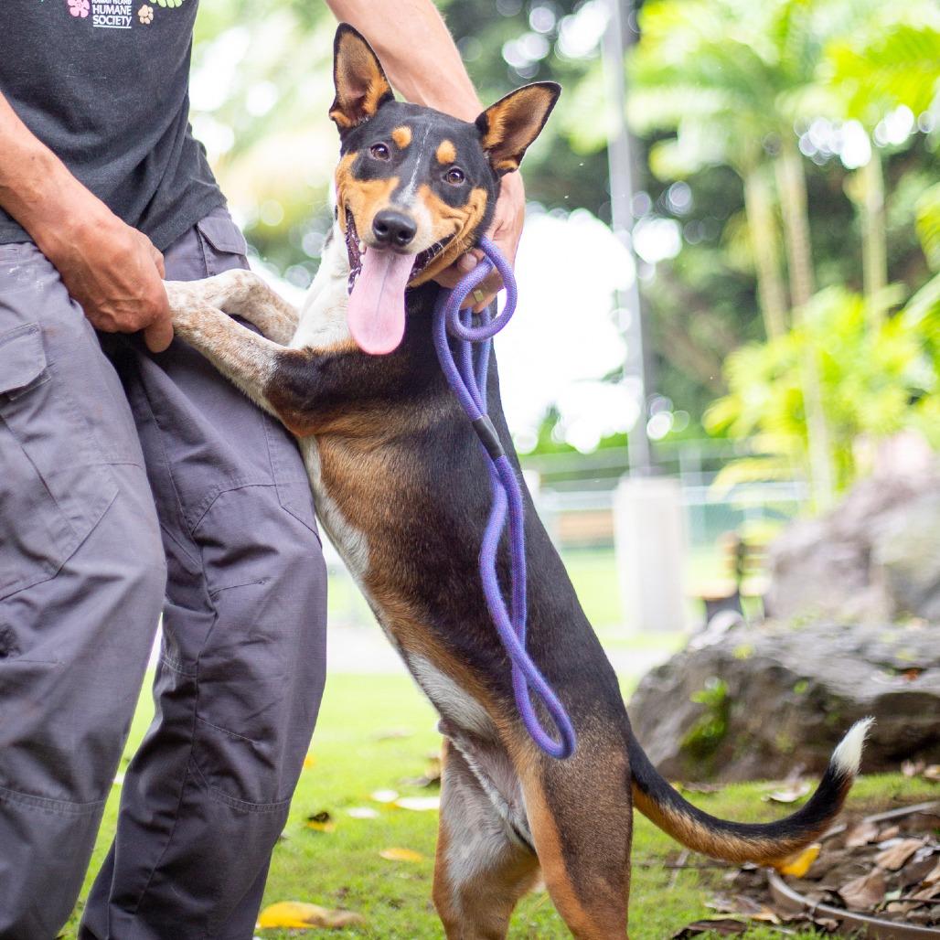 Enlarge Cactus, a Adoptable Mixed Breed in Kailua Kona, HI image 3/6