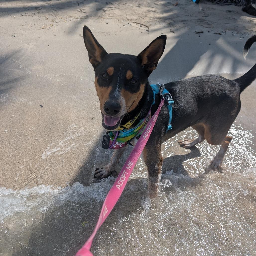 Enlarge Cactus, a Adoptable Mixed Breed in Kailua Kona, HI image 4/6