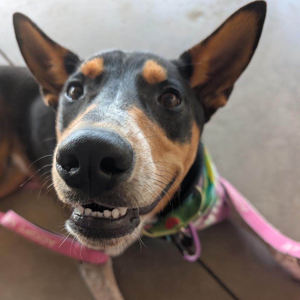 Enlarge Cactus, a Adoptable Mixed Breed in Kailua Kona, HI image 5/6