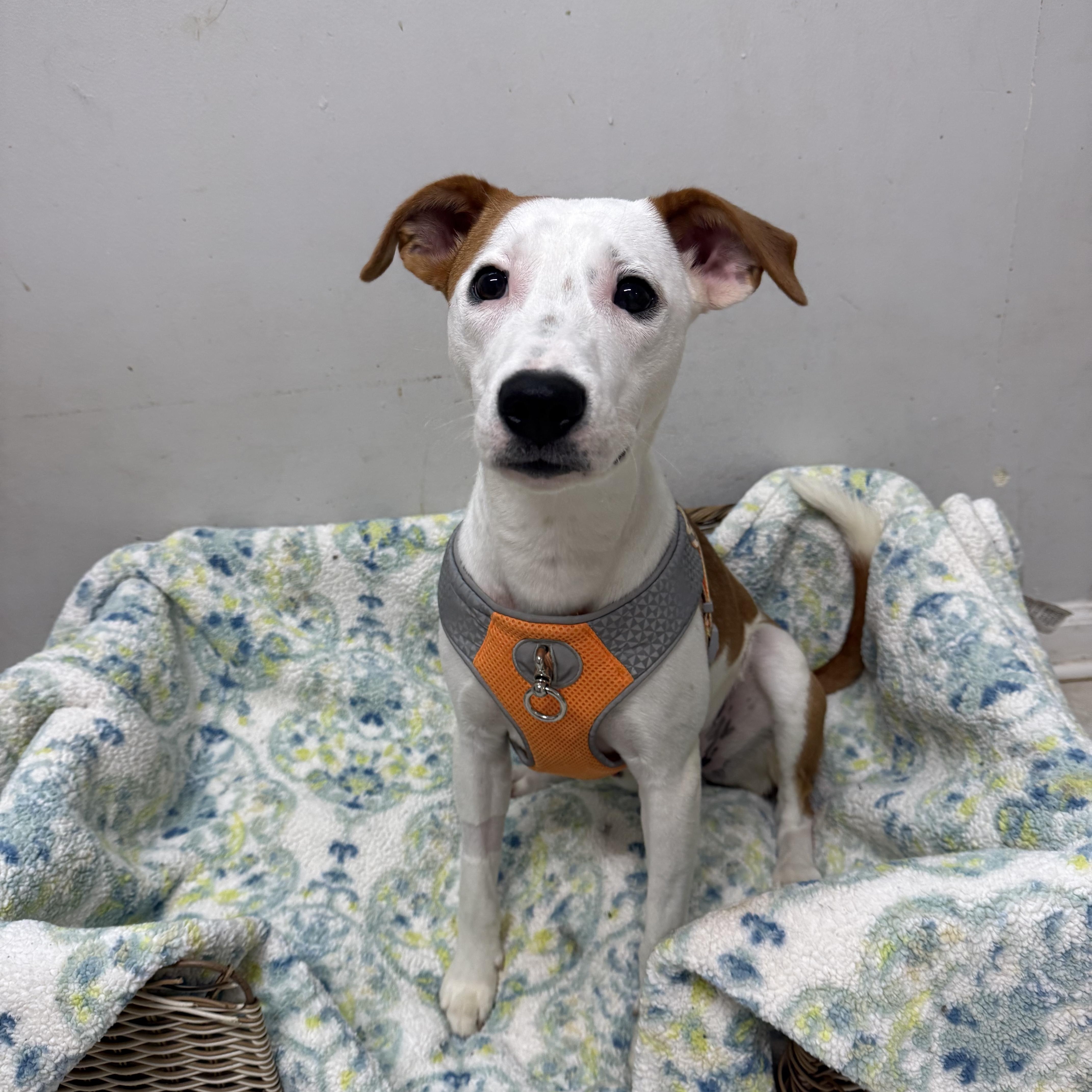 Enlarge Carmel, a ADOPTABLE mixed breed in Hendersonville, TN image 1/1