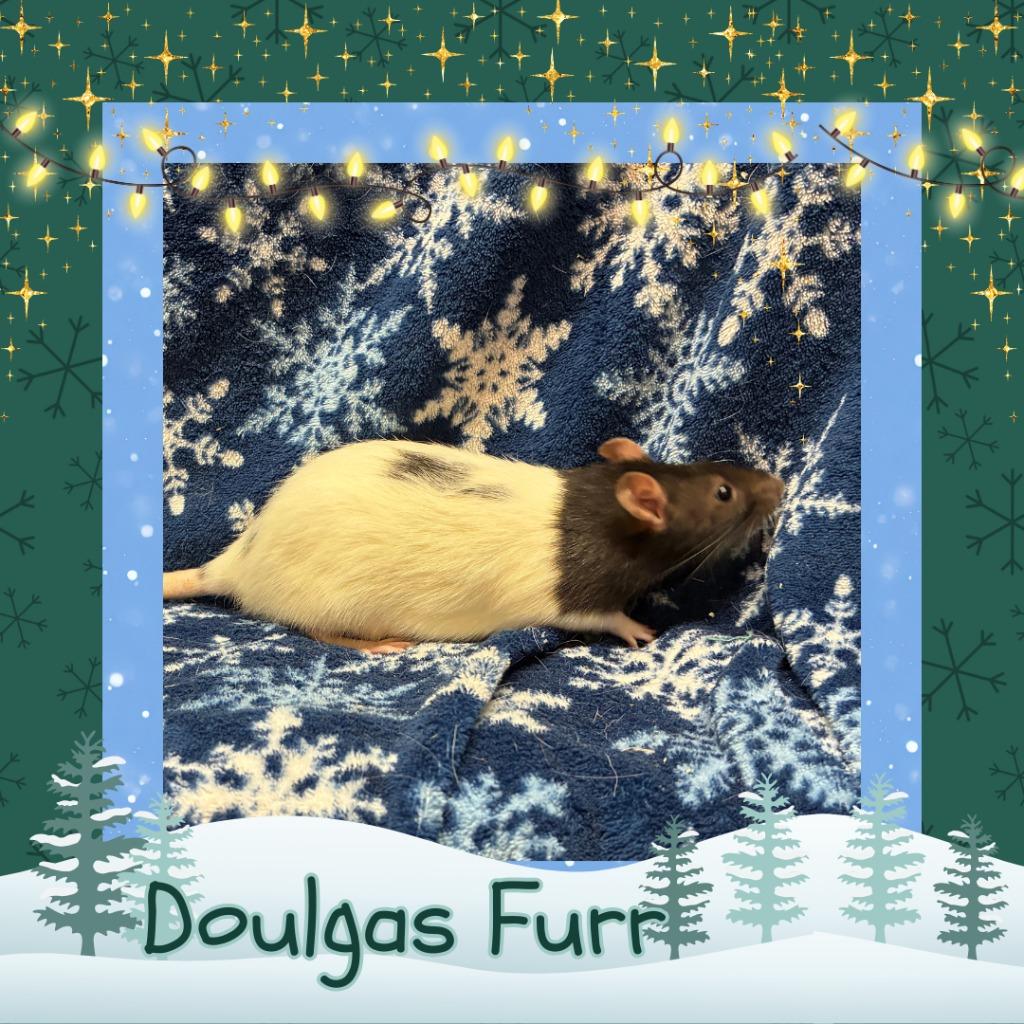 Douglas Furr, Adoptable, Young Female Rat.