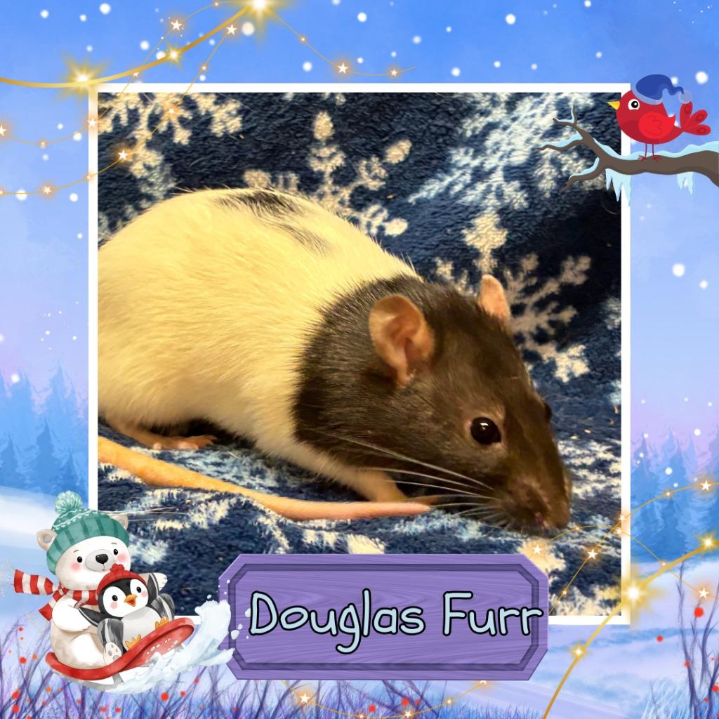 Enlarge Douglas Furr, a Adoptable Rat in Elizabethtown, KY image 2/3