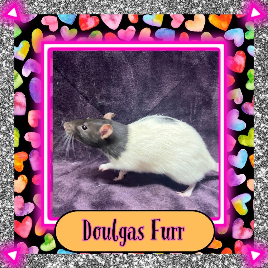 Enlarge Douglas Furr, a Adoptable Rat in Elizabethtown, KY image 3/3