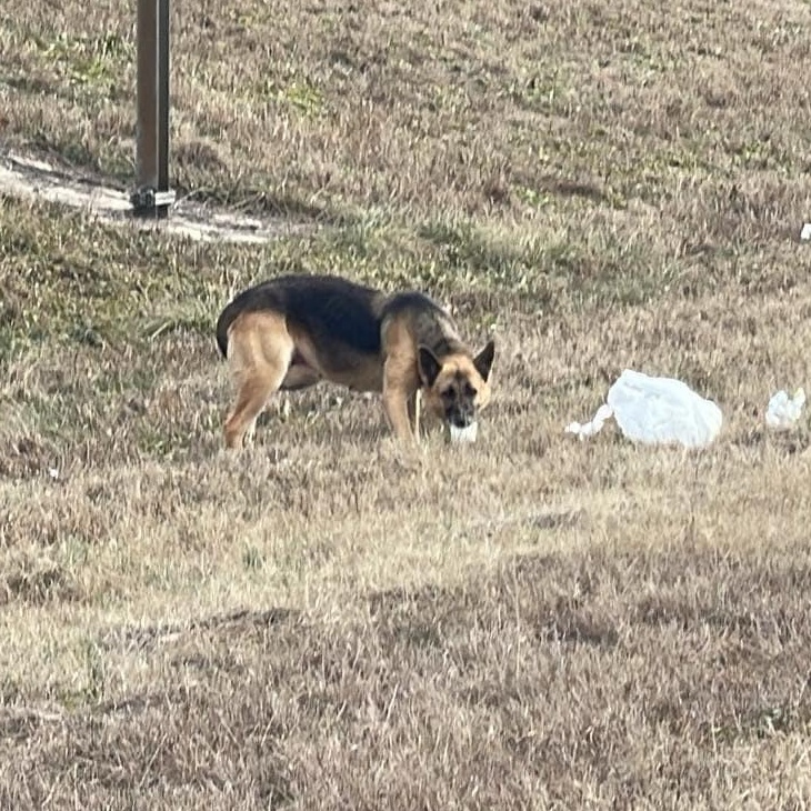 Enlarge Chica, a Adoptable German Shepherd Dog in Athens, AL image 5/5
