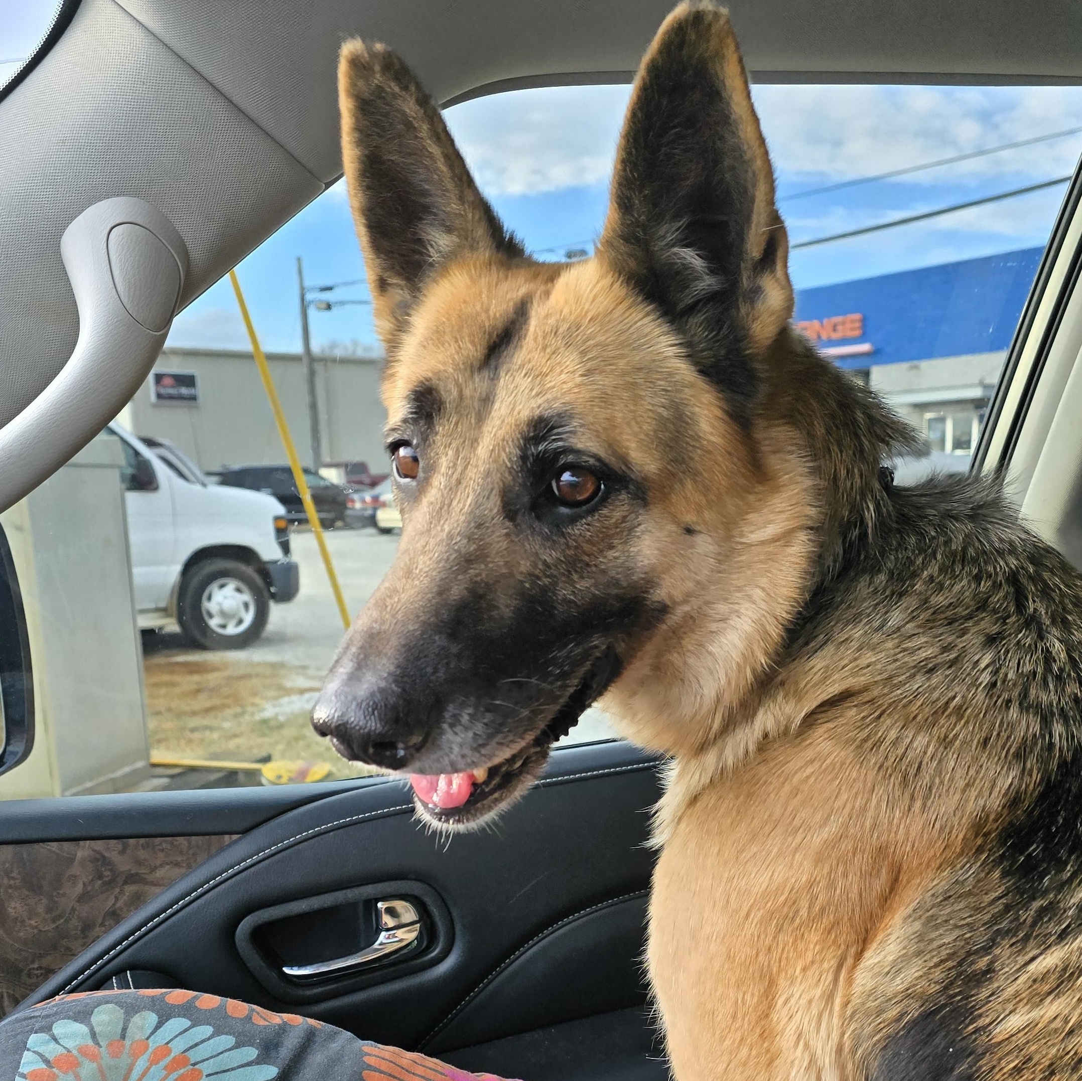 Enlarge Chica, a Adoptable German Shepherd Dog in Athens, AL image 1/5