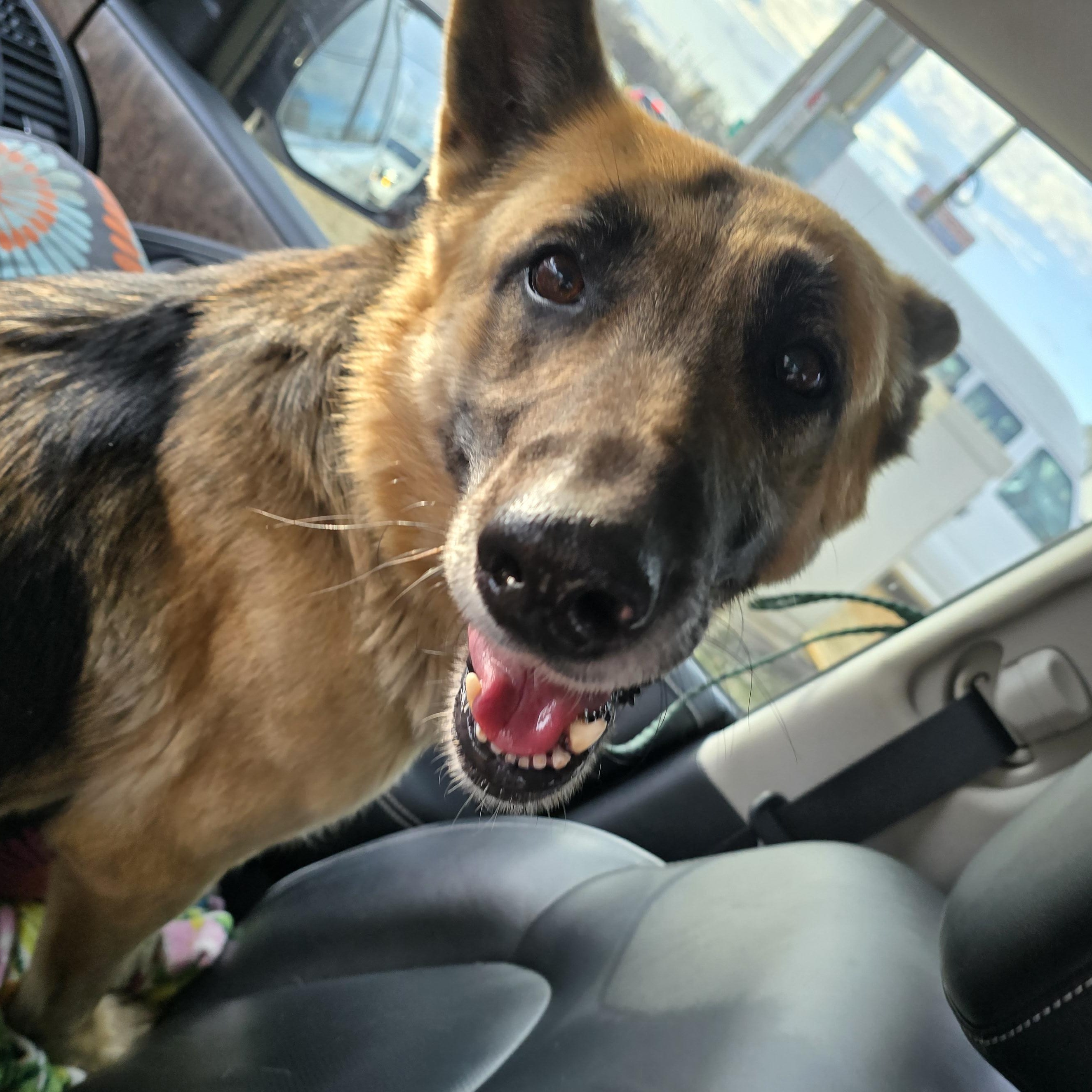 Enlarge Chica, a Adoptable German Shepherd Dog in Athens, AL image 4/5