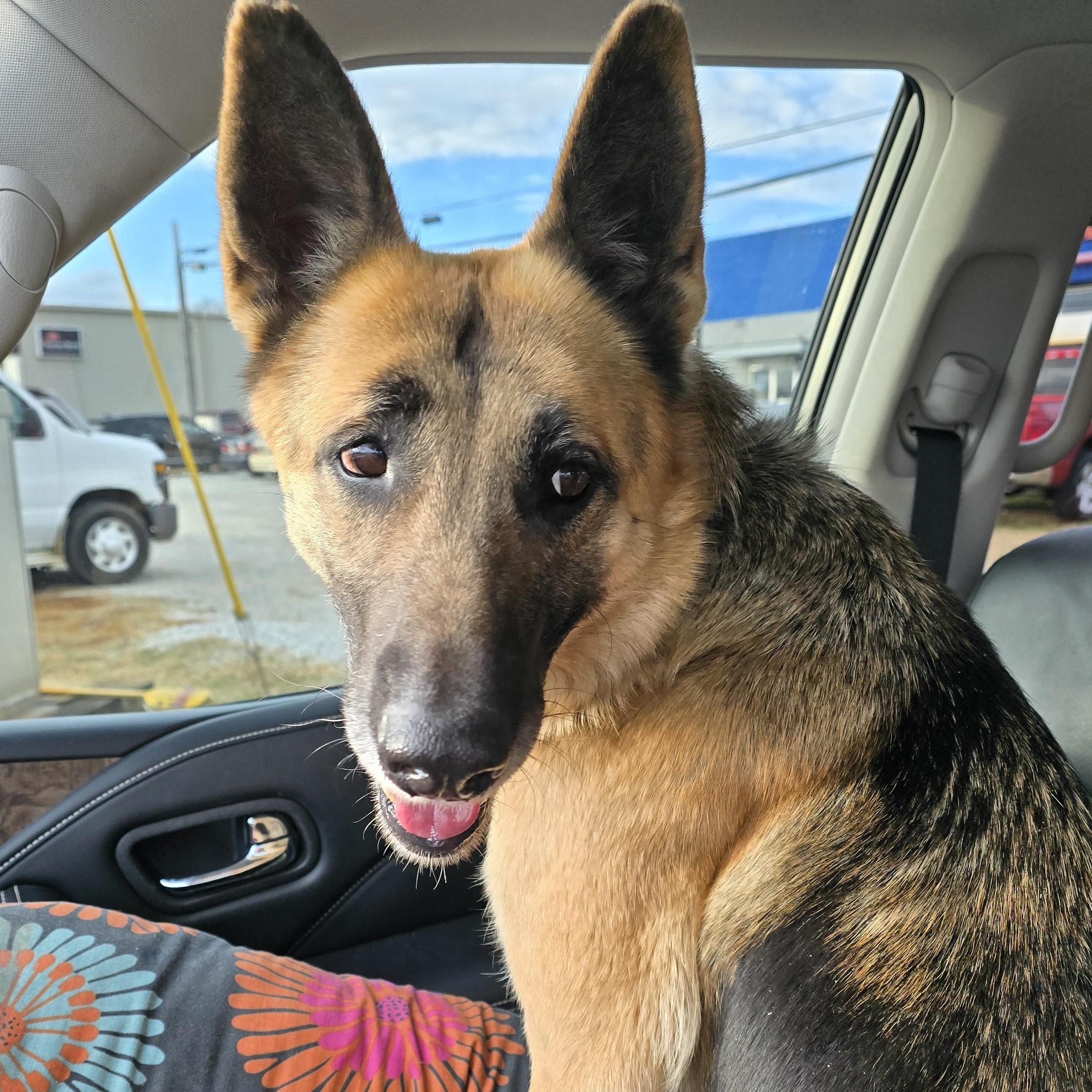 Enlarge Chica, a Adoptable German Shepherd Dog in Athens, AL image 2/5