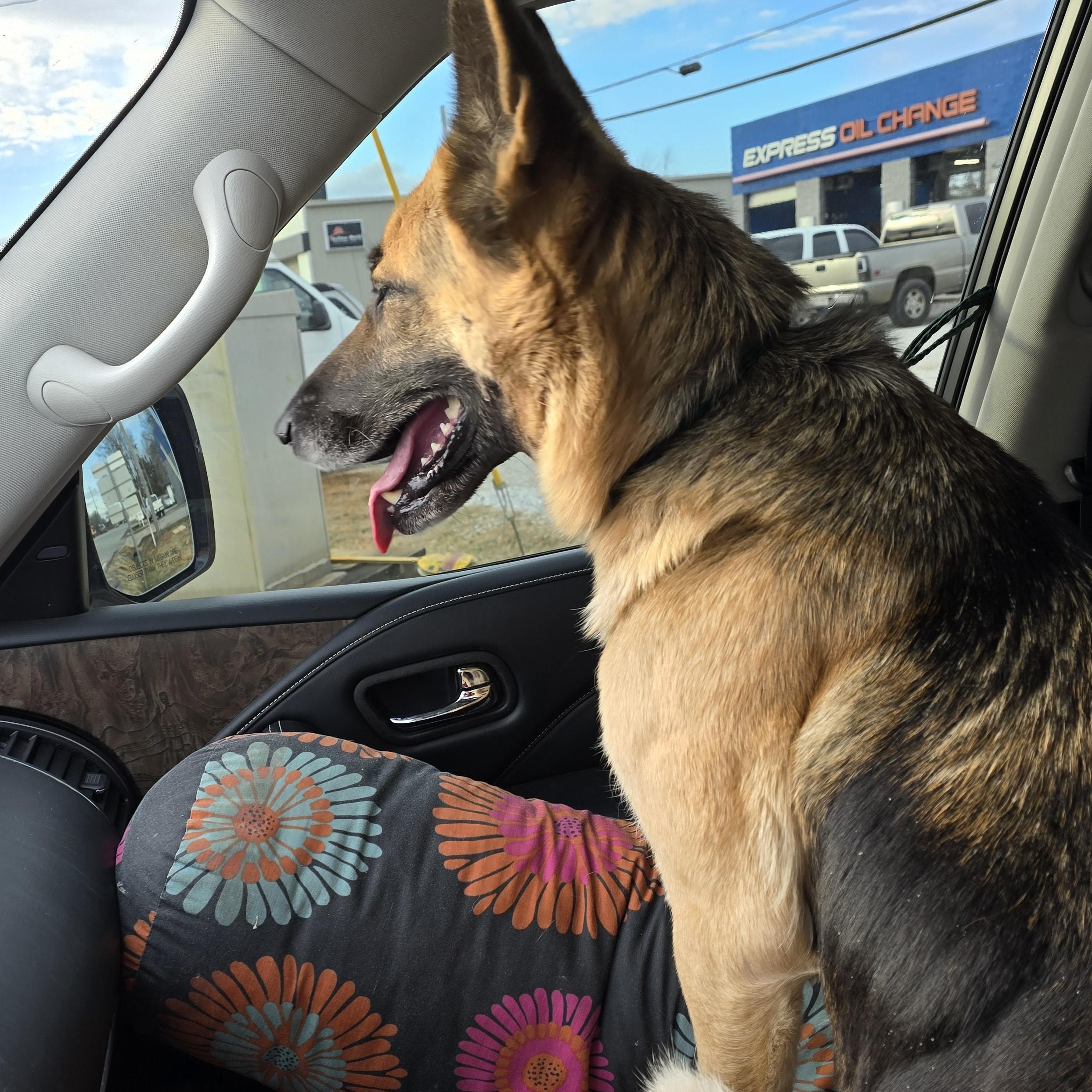 Enlarge Chica, a Adoptable German Shepherd Dog in Athens, AL image 3/5