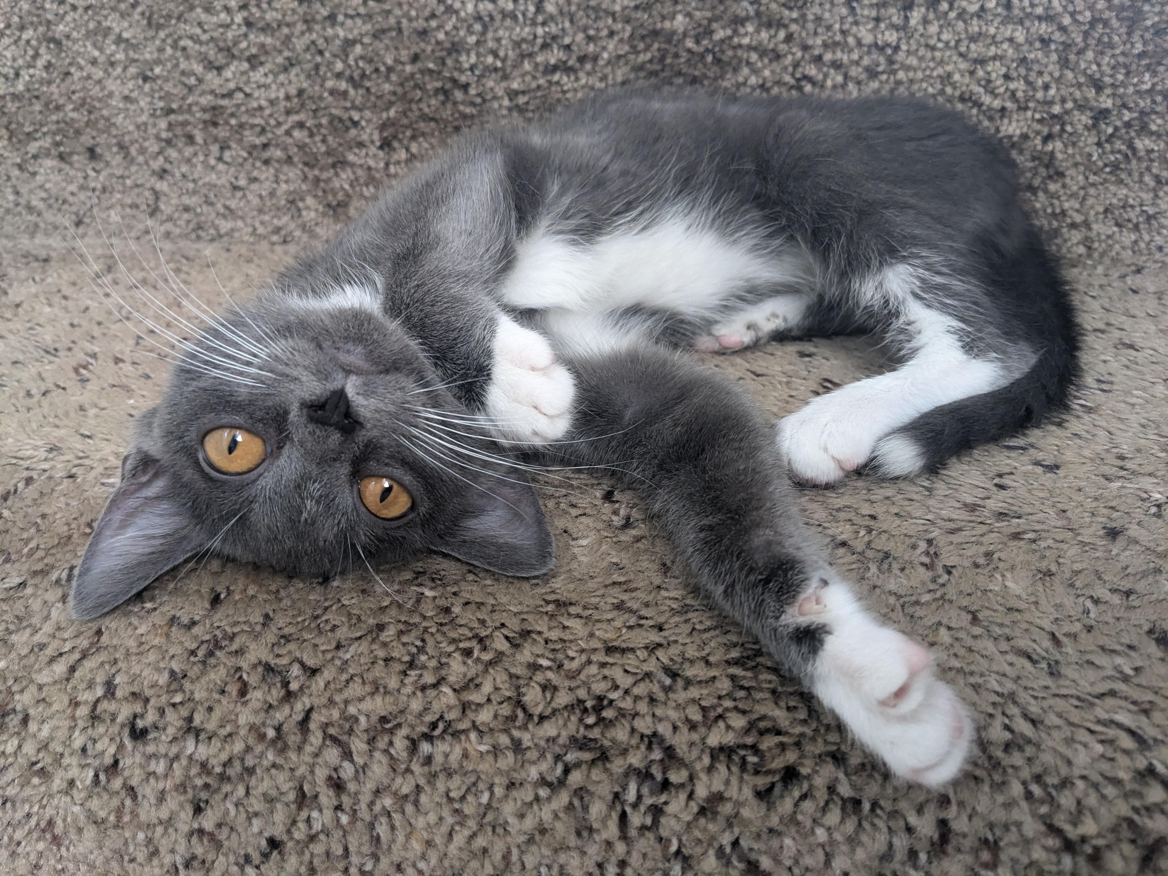 Macy, a Adoptable mixed breed in Minneapolis, MN image 2/5